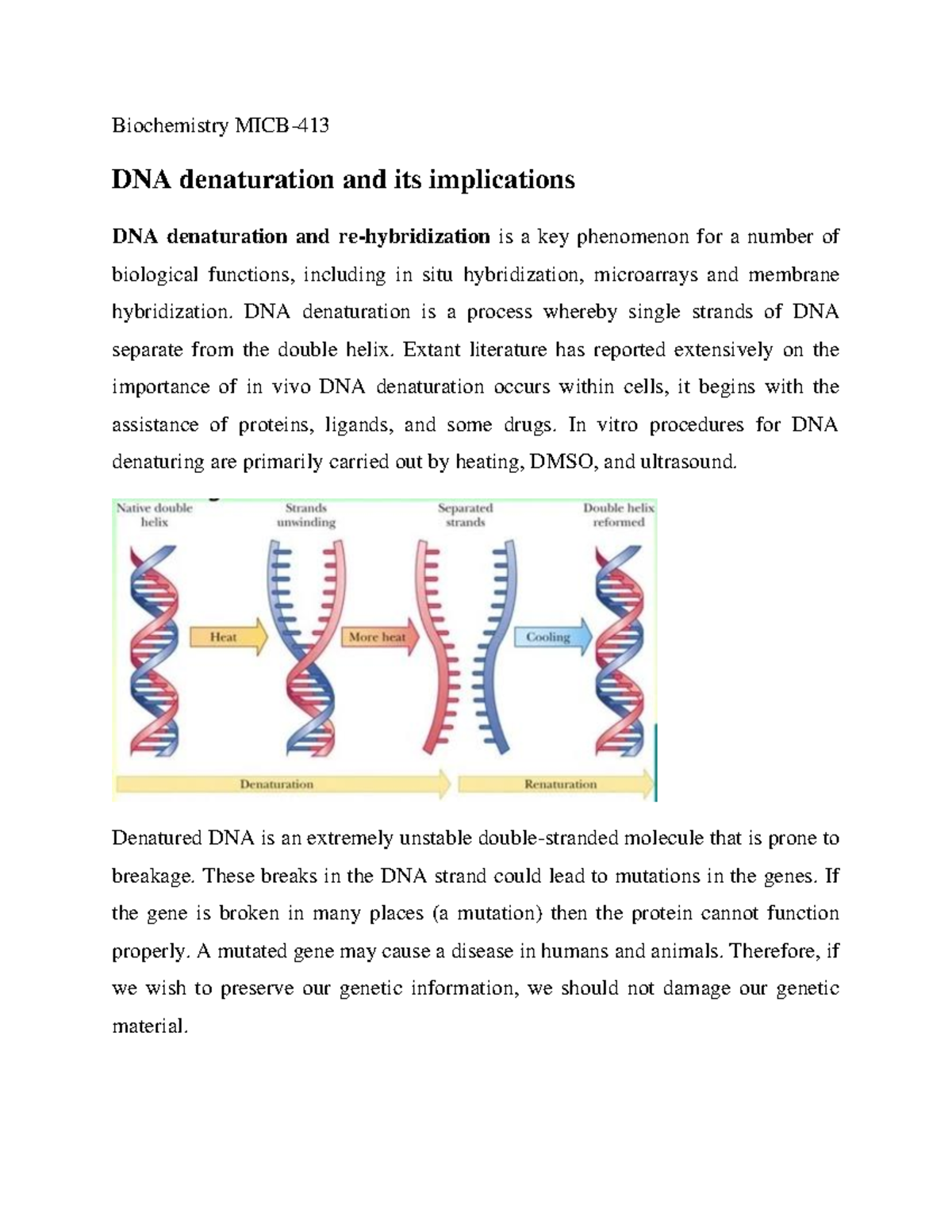 dna-denaturation-and-its-implications-biochemistry-micb-dna