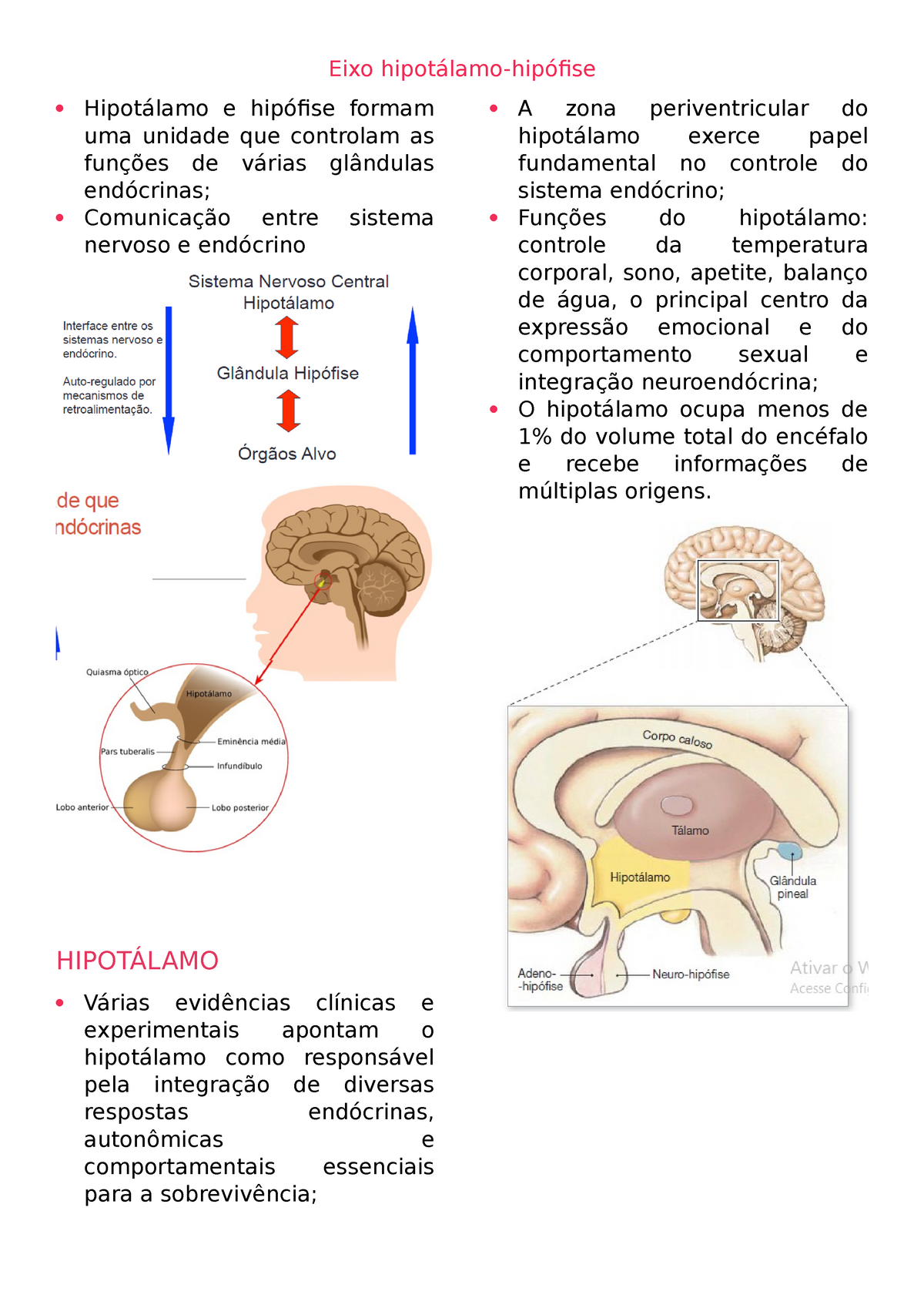 Eixo Hipot Lamo Hip Fise Eixo Hipot Lamo Hip Fise Hipot Lamo E Hip Fise Formam Uma Unidade Que