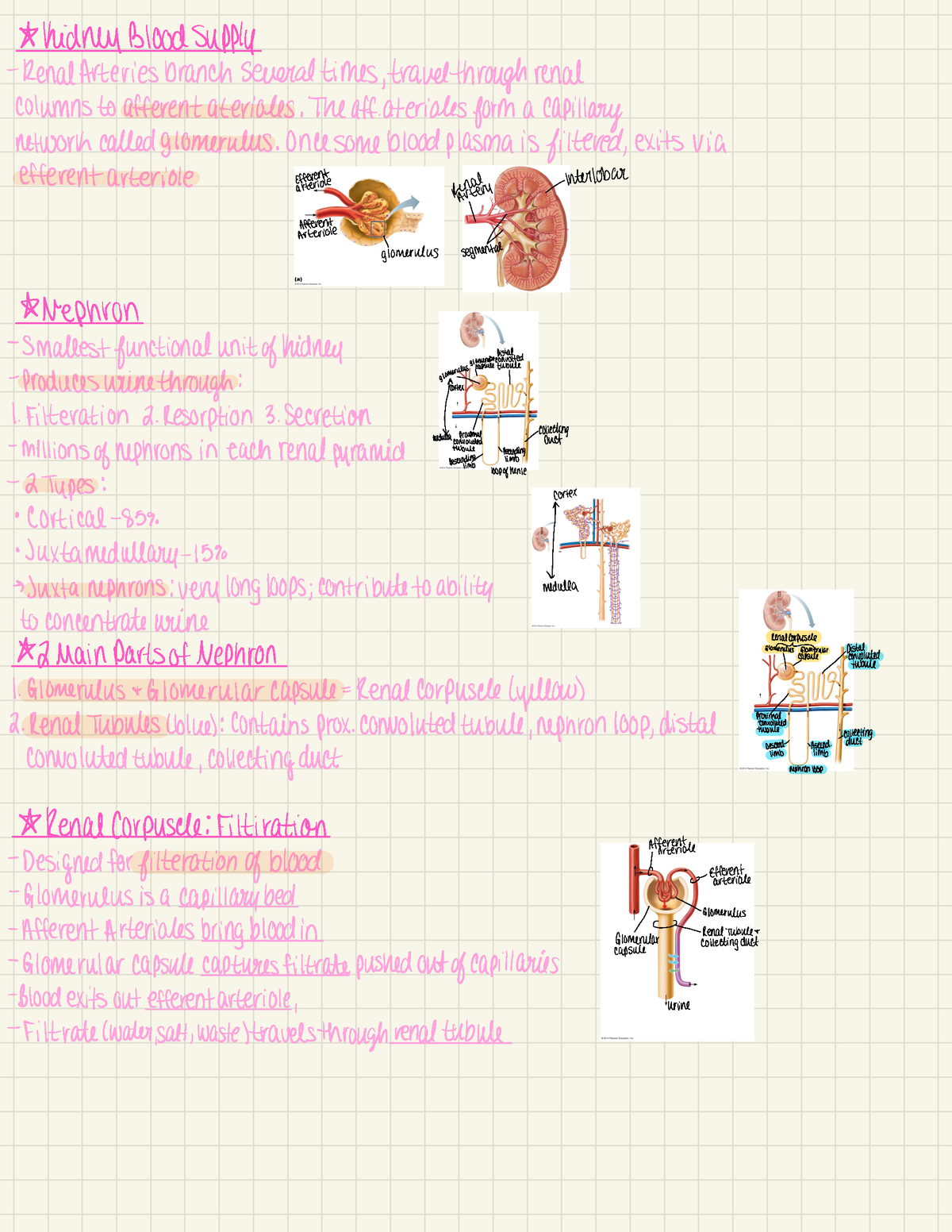 Urinary - Notes About Each Part Of The Female And Male Reproductive 