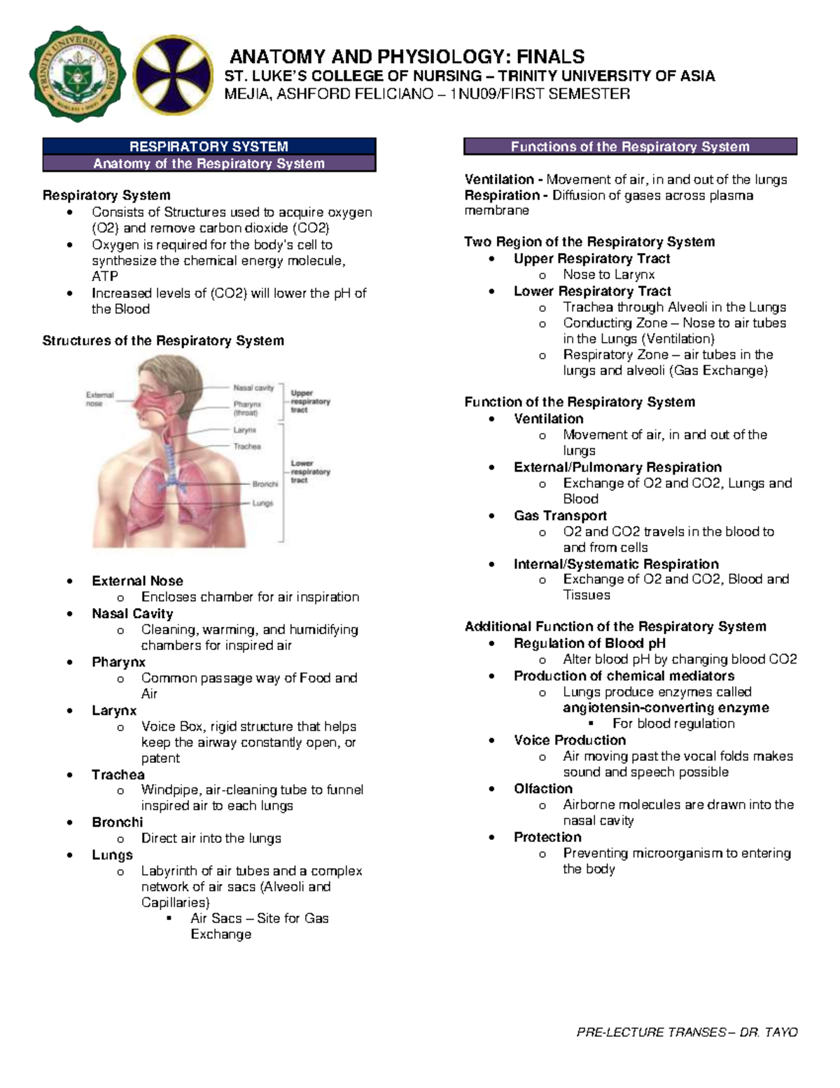 Respiratory System Transes - A N A T O M Y A N D P H Y S I O L O G Y ...