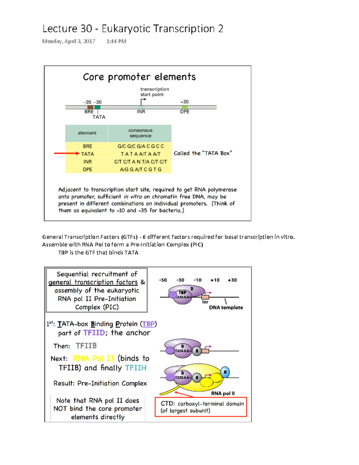 Lecture 30 - Eukaryotic Transcription 2 - Lecture 30 — Eukaryotic ...