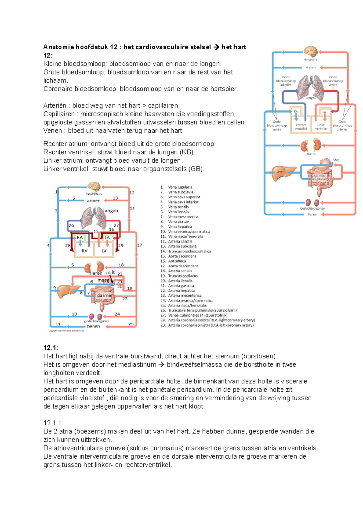 Anatomie Hoofdstuk 12 Zuyd - Anatomie Hoofdstuk 12 : Het ...