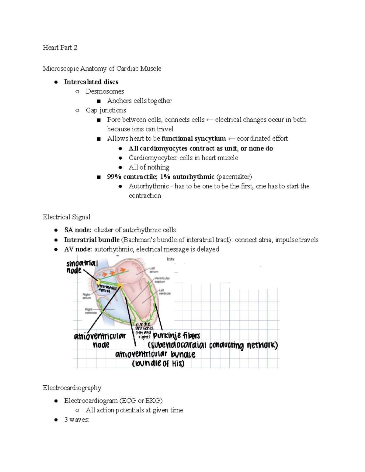 Heart Part 2 copy - Dr. Lombardi - Heart Part 2 Microscopic Anatomy of ...