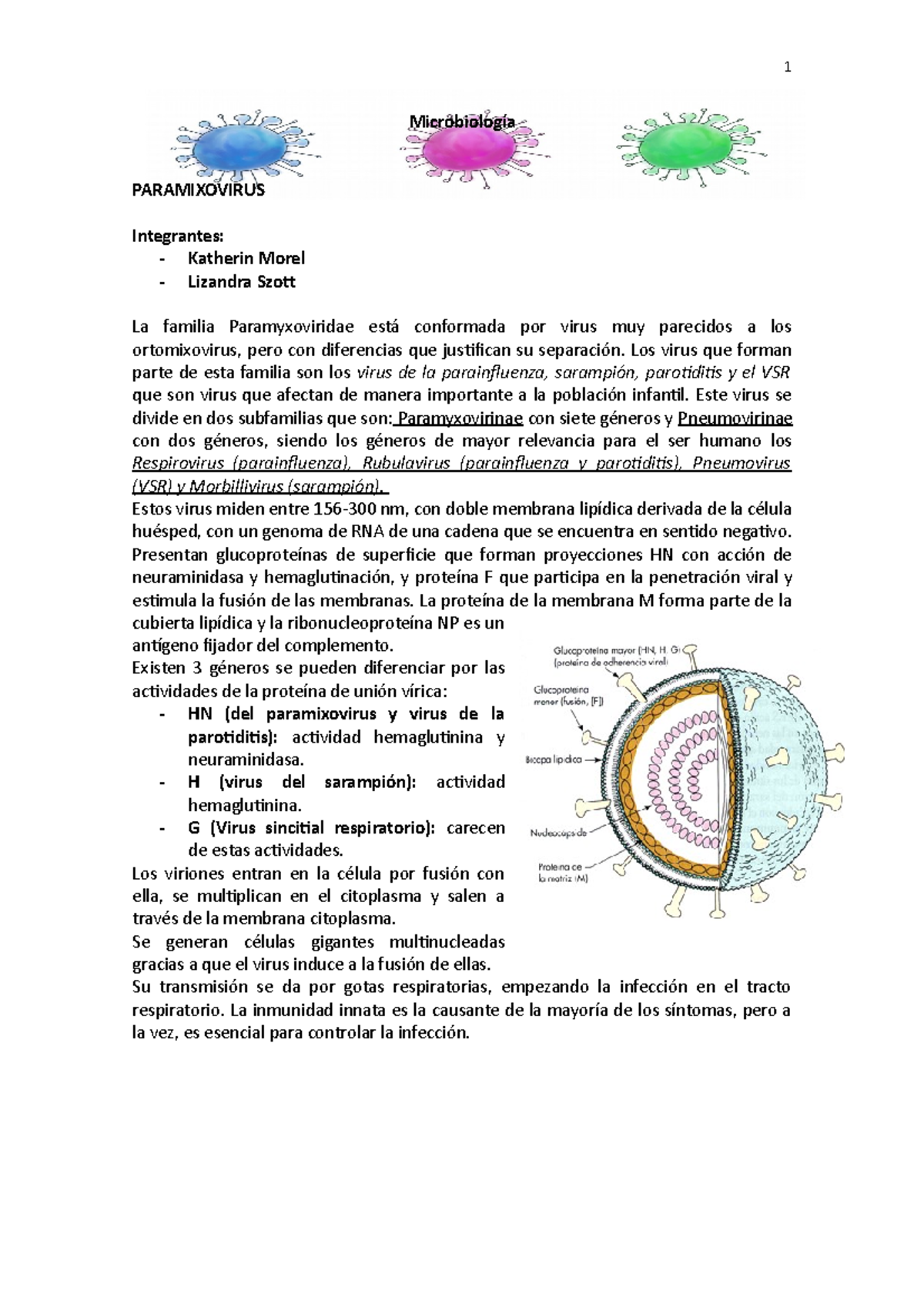 estructura de paramixovirus