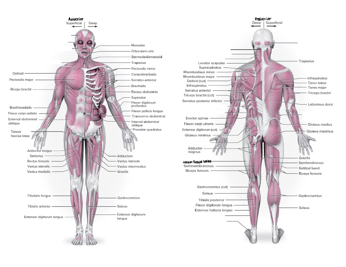 Muscles - muscle diagram - Anterior Posterior Superficial Deep Deep ...