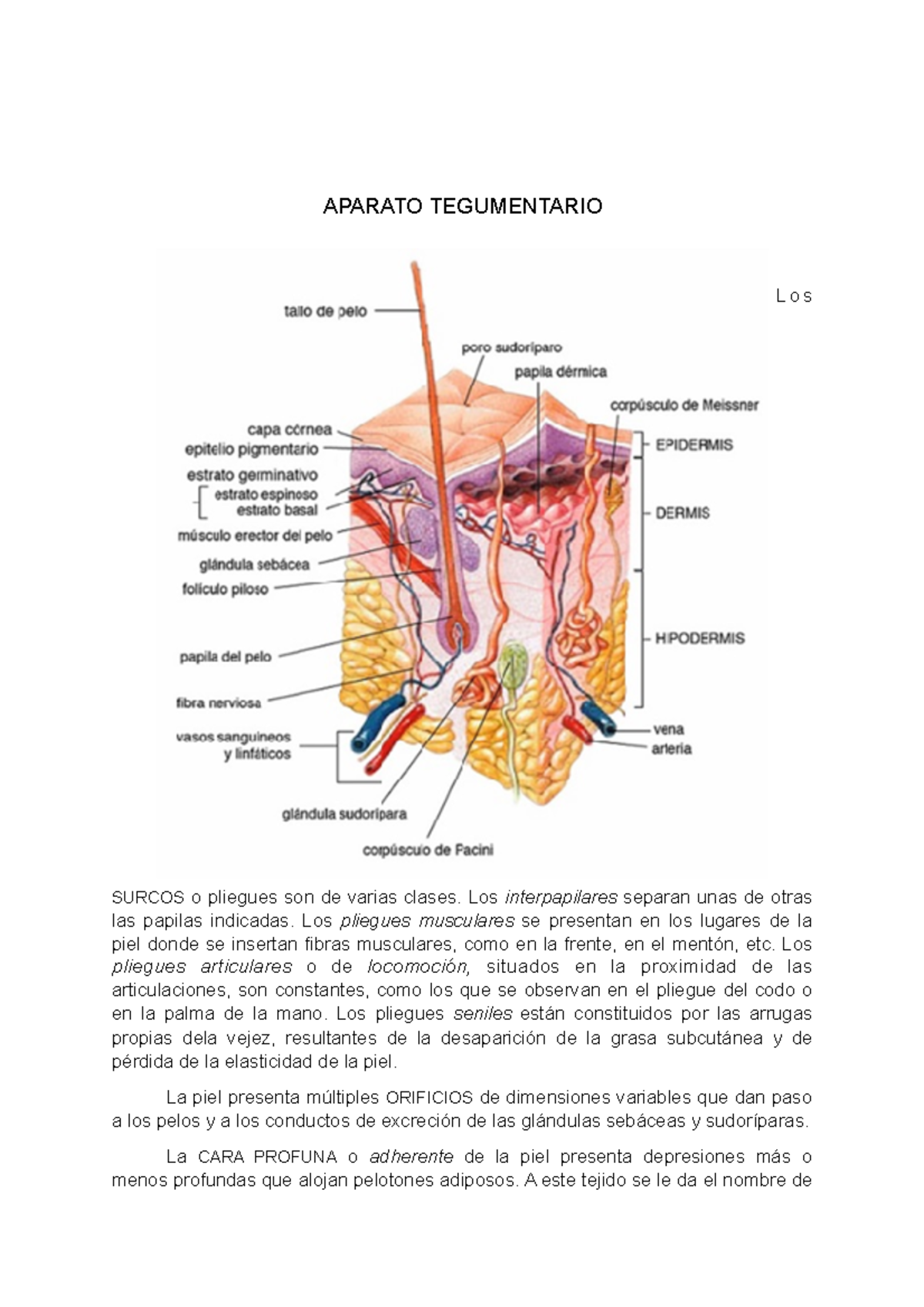 sistema tegumentario etichettato