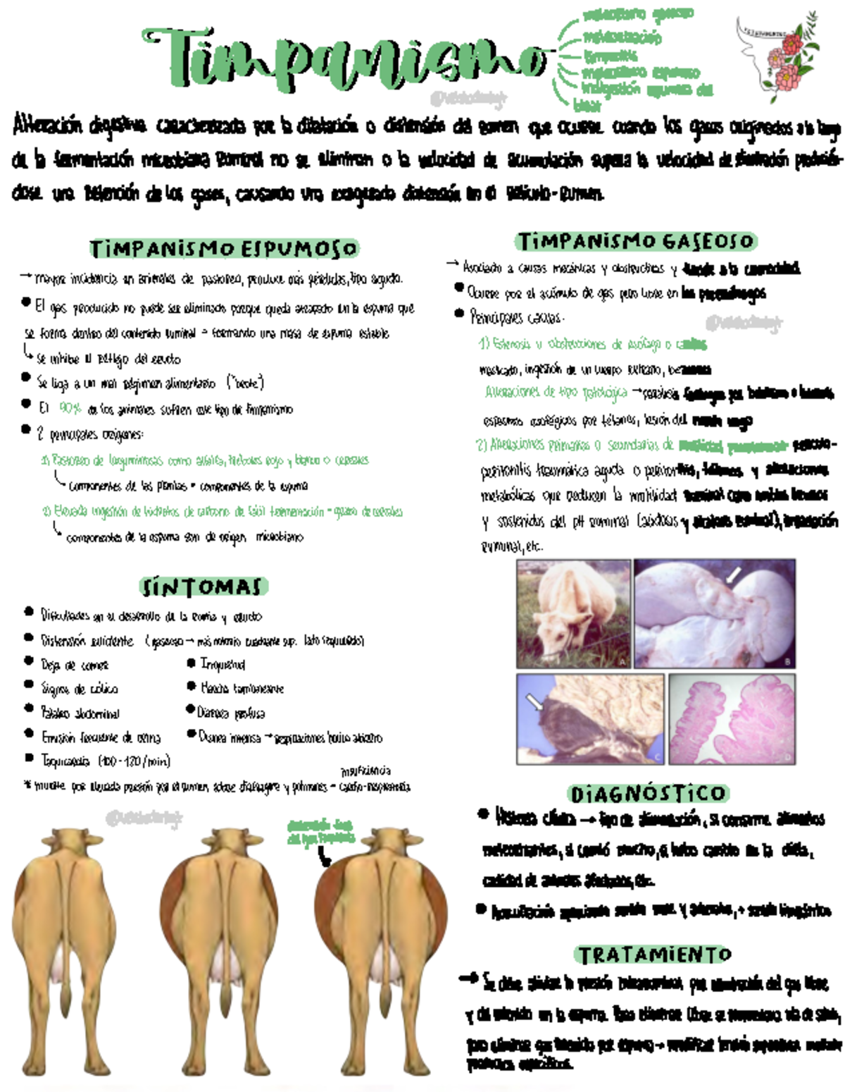 Timpanismovetstudentgt Timpanismo T pA sM eS mO T pA sM gA oS SínT