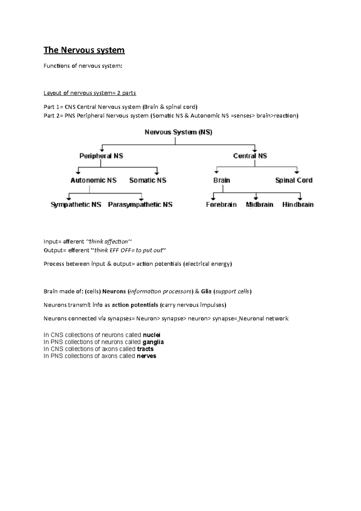 the-nervous-system-the-nervous-system-functions-of-nervous-system