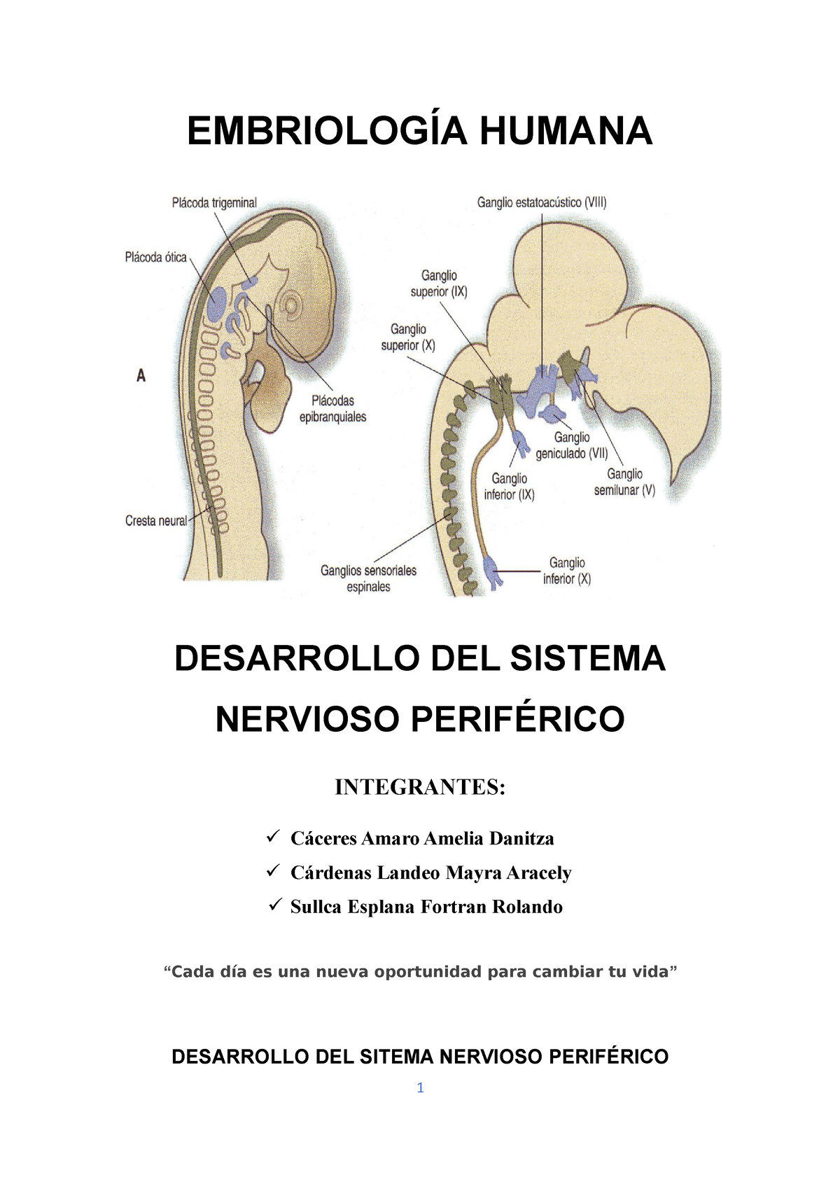 Desarrollo Del Sistema Nervioso Periferico Embriolog A Humana Upla Studocu