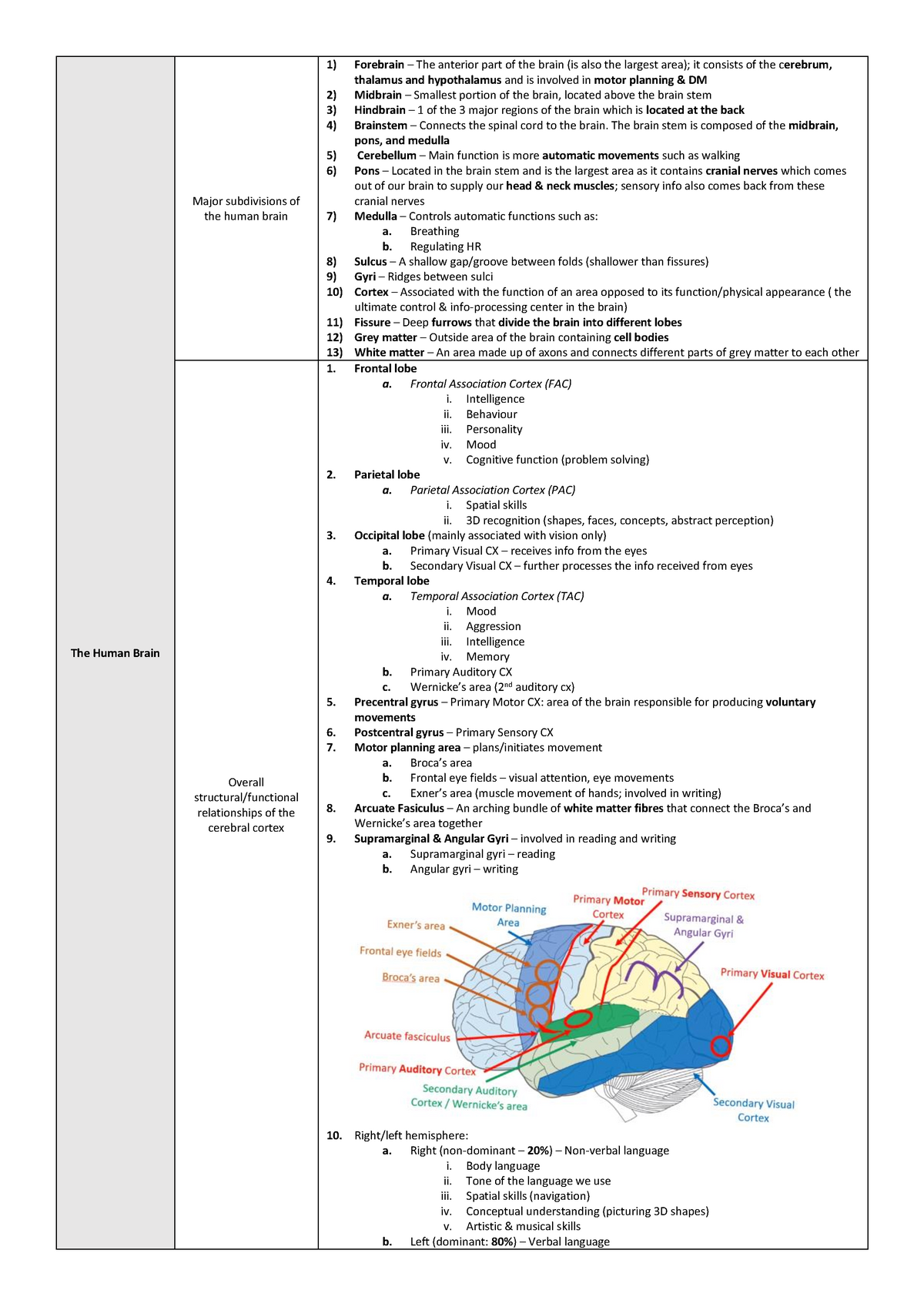 Nervous System Summary Notes Lectures 1-4 - The Human Brain Major ...