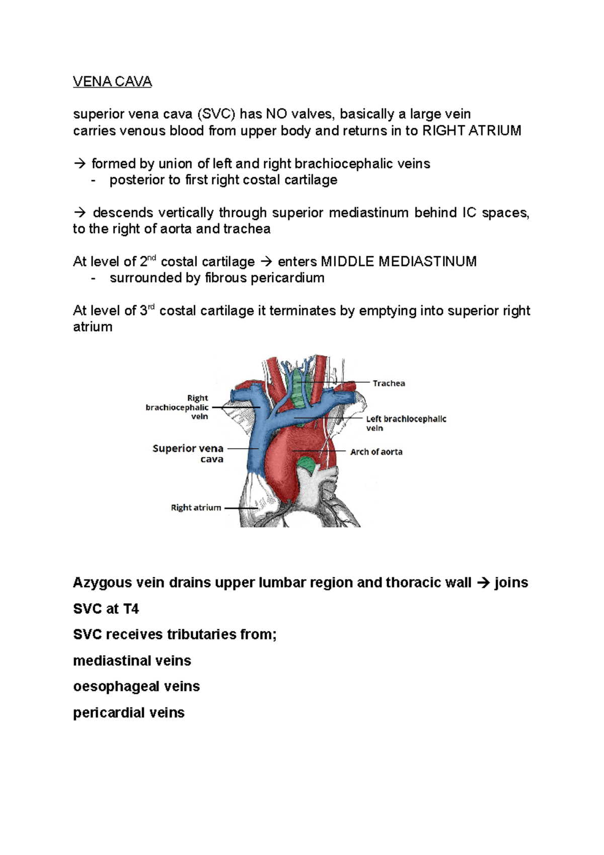 Vena Cava & Aorta - VENA CAVA superior vena cava (SVC) has NO valves ...