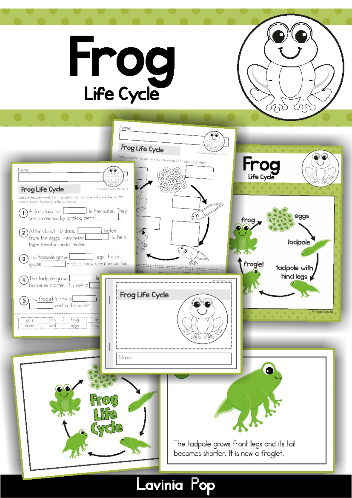 Frog Life Cycle 2 - Life cylcle of a frog - Frog Life Cycle Lavinia Pop ...