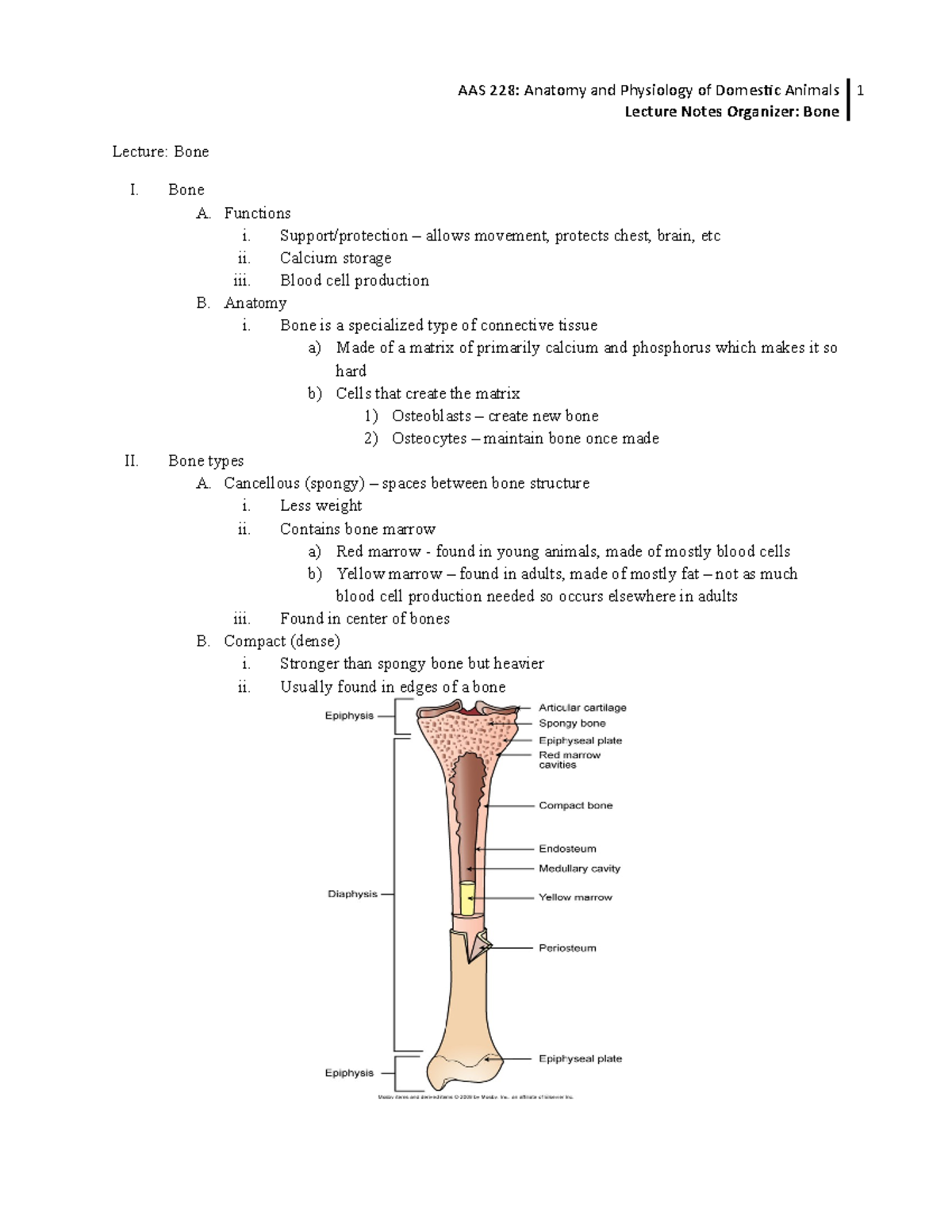 5. Bone - Lecture notes 5 - AAS 228: Anatomy and Physiology of Domestic ...