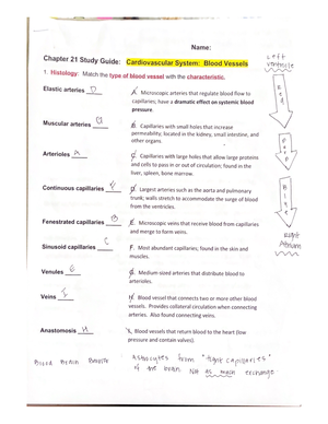 Chapter 21 Study Guide - Blood Vessels - Name: Chapter 21 Study Guide ...