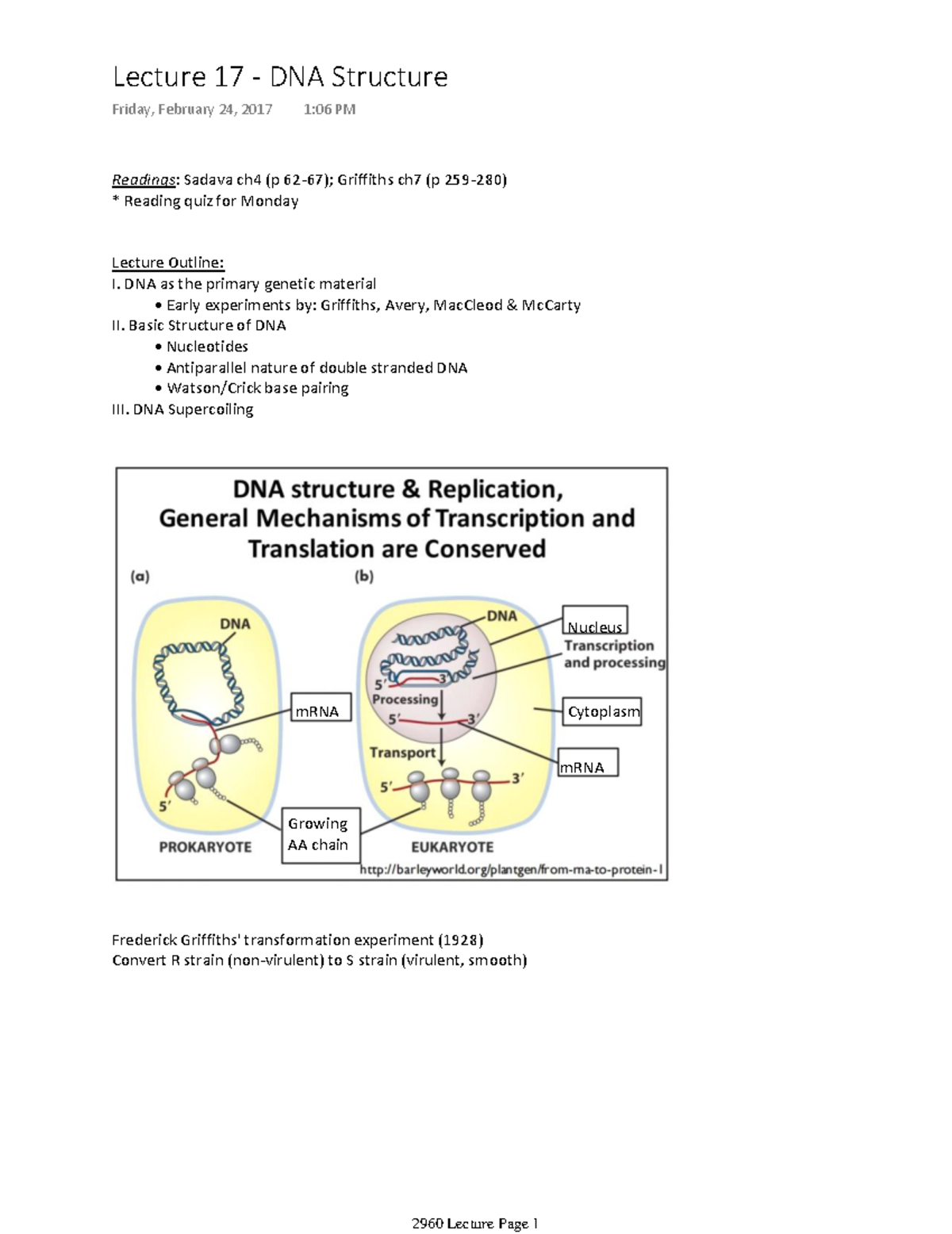 Lecture 17 - DNA Structure - Lecture 17 - DNA Structure Friday ...
