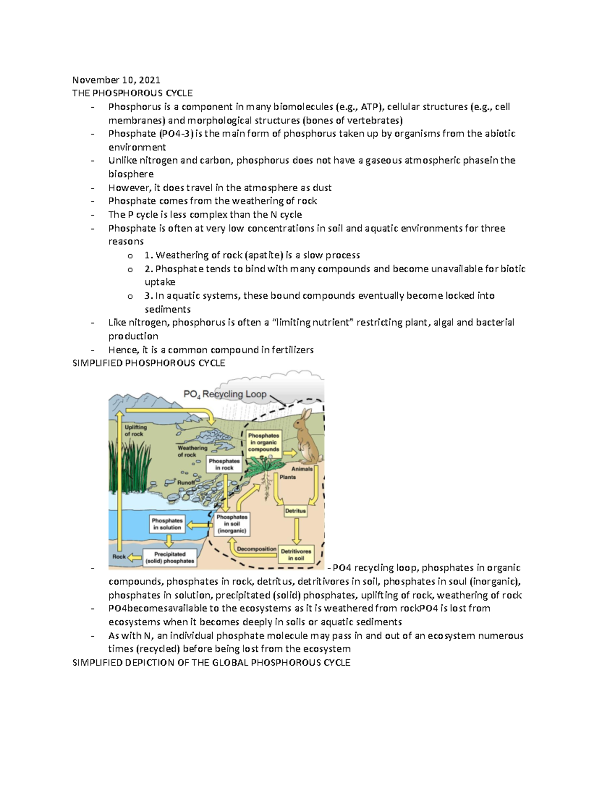 November 10 - phosphorous cycle, simplified depiction of global ...