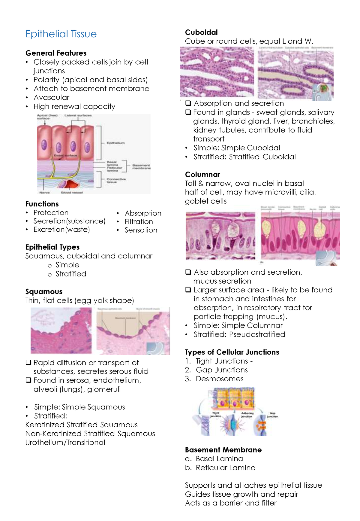 Notes chapter 5 tissue - Epithelial Tissue General Features Closely ...