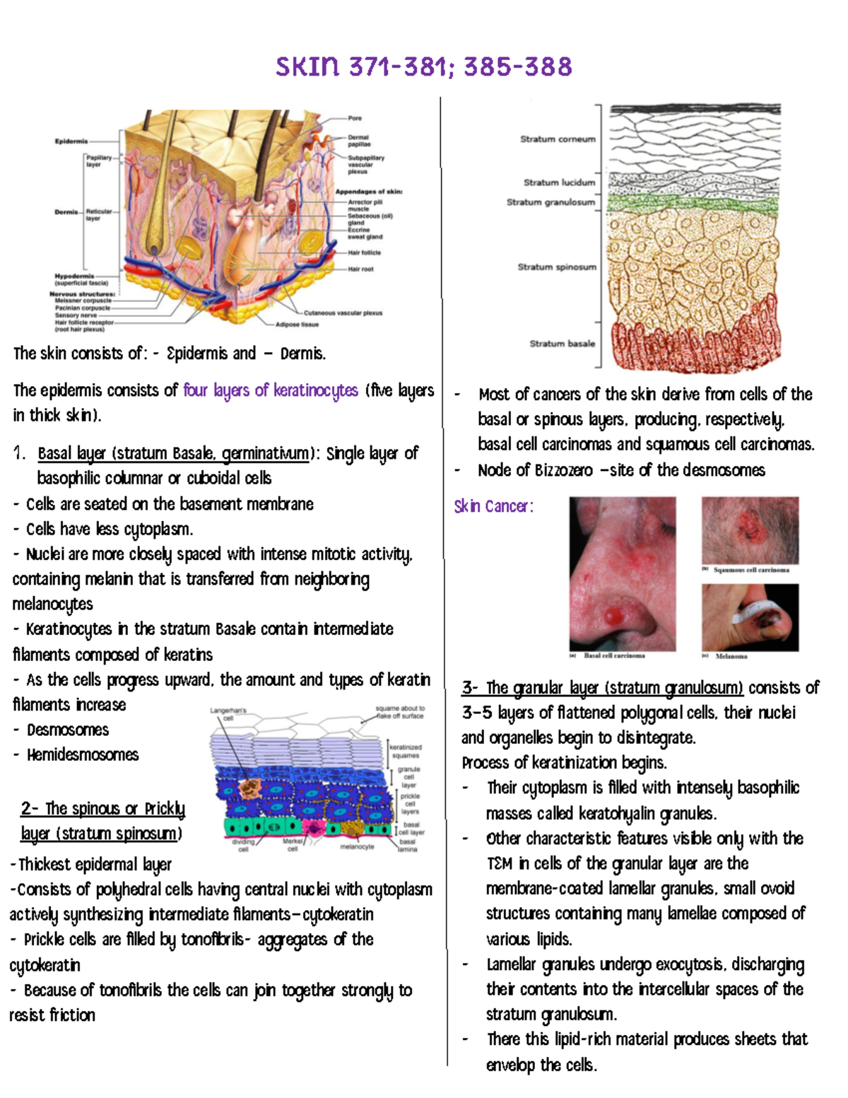 skin histology summaries Skin 371381; 385 The skin consists of