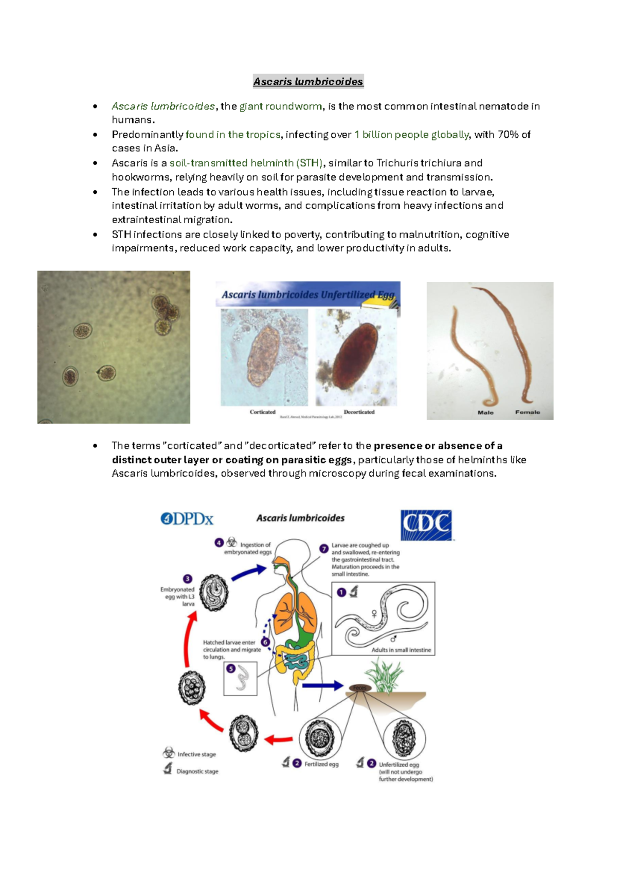 Roundworms (STH) - Ascaris lumbricoides Ascaris lumbricoides, the giant ...