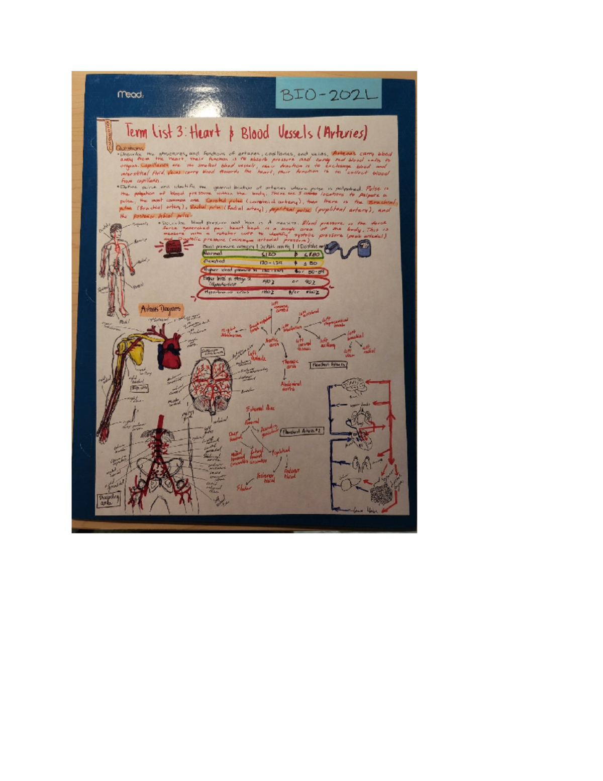 BIO202 Images - Term List And Diagrams - BIO-202L - Studocu