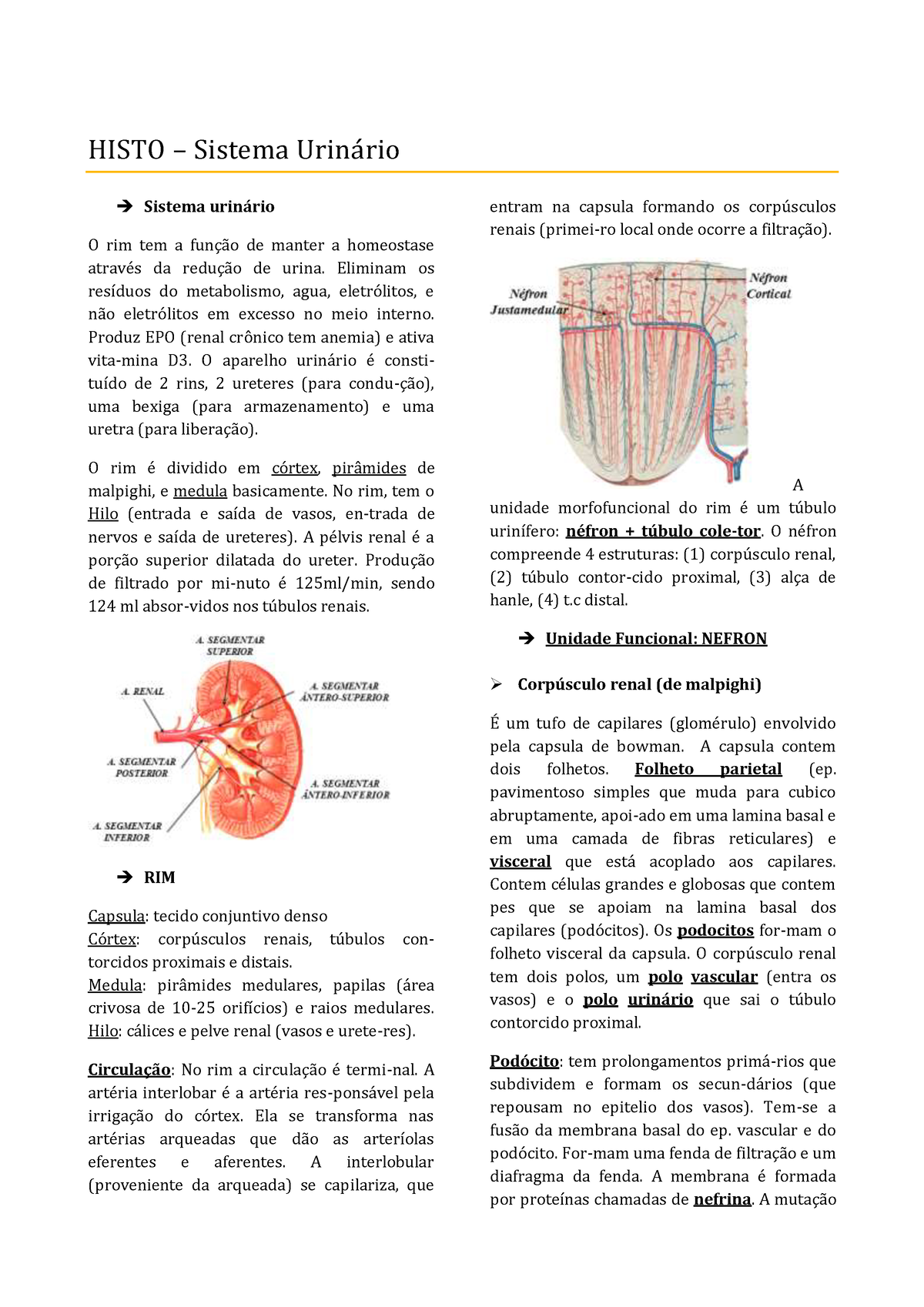 Histo sistema urinario HISTO Sistema Urina rio Sistema urinrio O rim tem a funÁo de