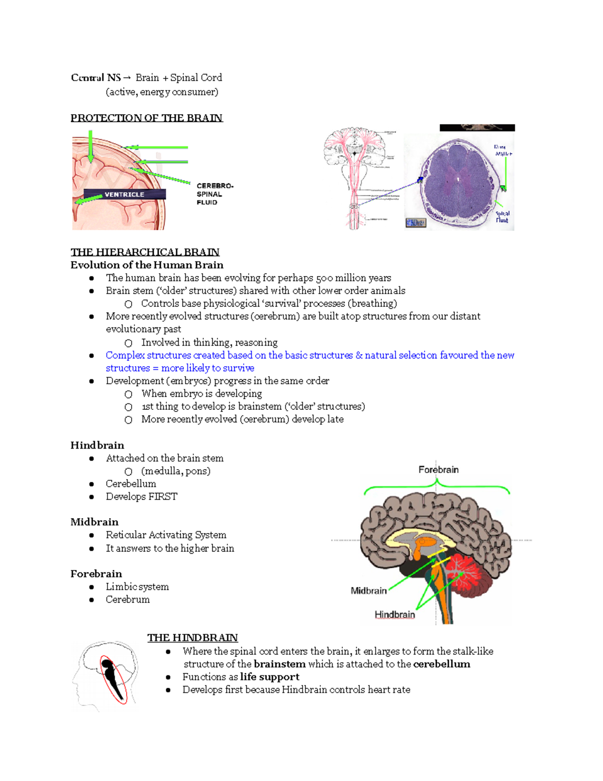 3.5 The Brain - Textbook+Lecture Notes - Central NS Brain Spinal Cord ...