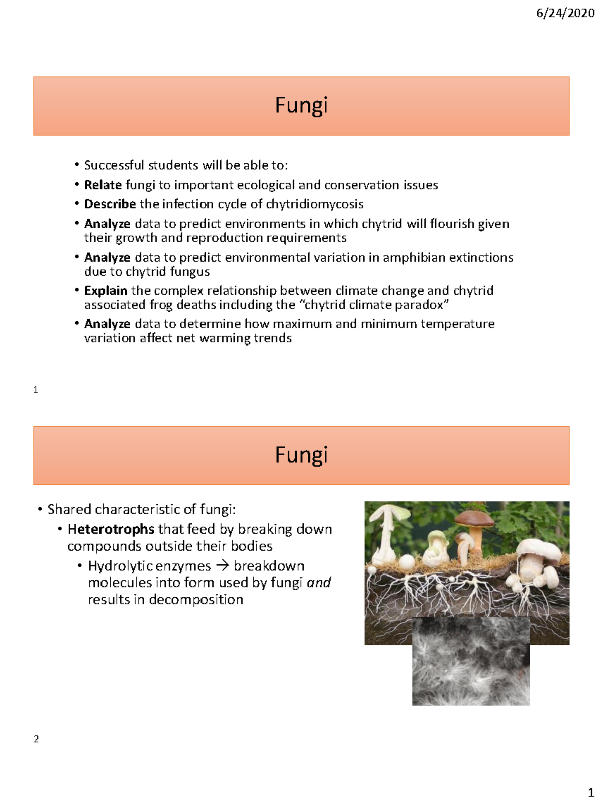 fungi essay