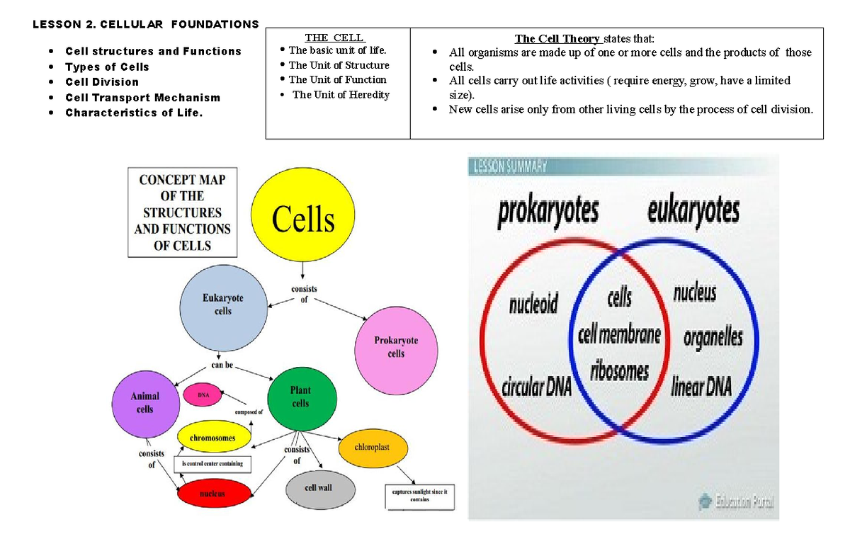 Lesson 2 Cellular Foundations Lesson 2 Cellular Foundations Cell Structures And Functions