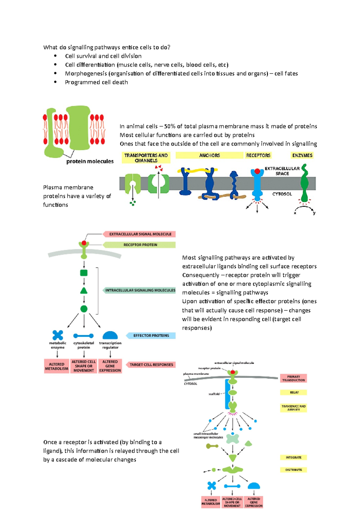 What do signalling pathways entice cells to do - Direct cell signalling ...