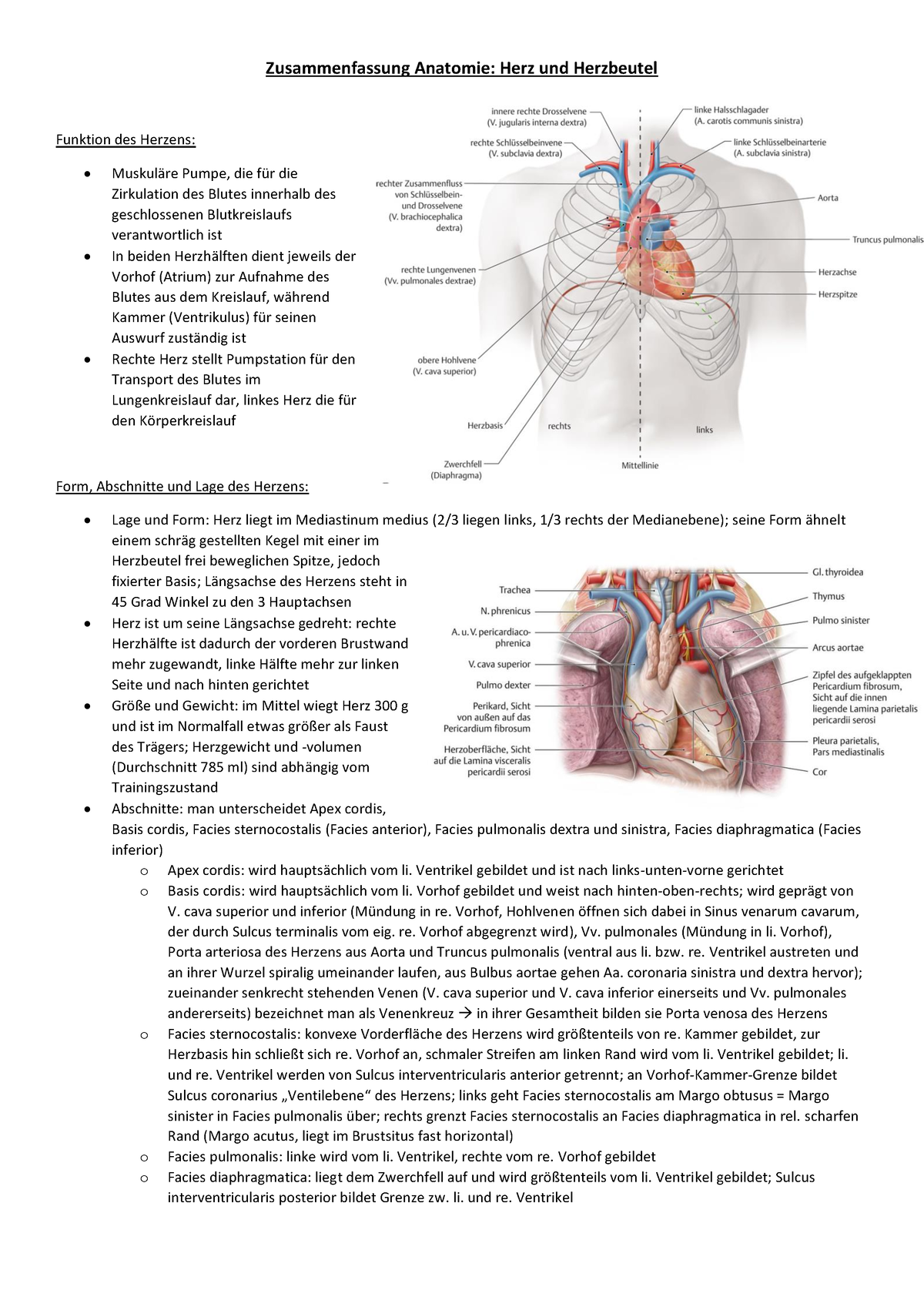 Herz Und Herzbeutel Zusammenfassung Zusammenfassung Anatomie Herz Und Herzbeutel Funktion Des 