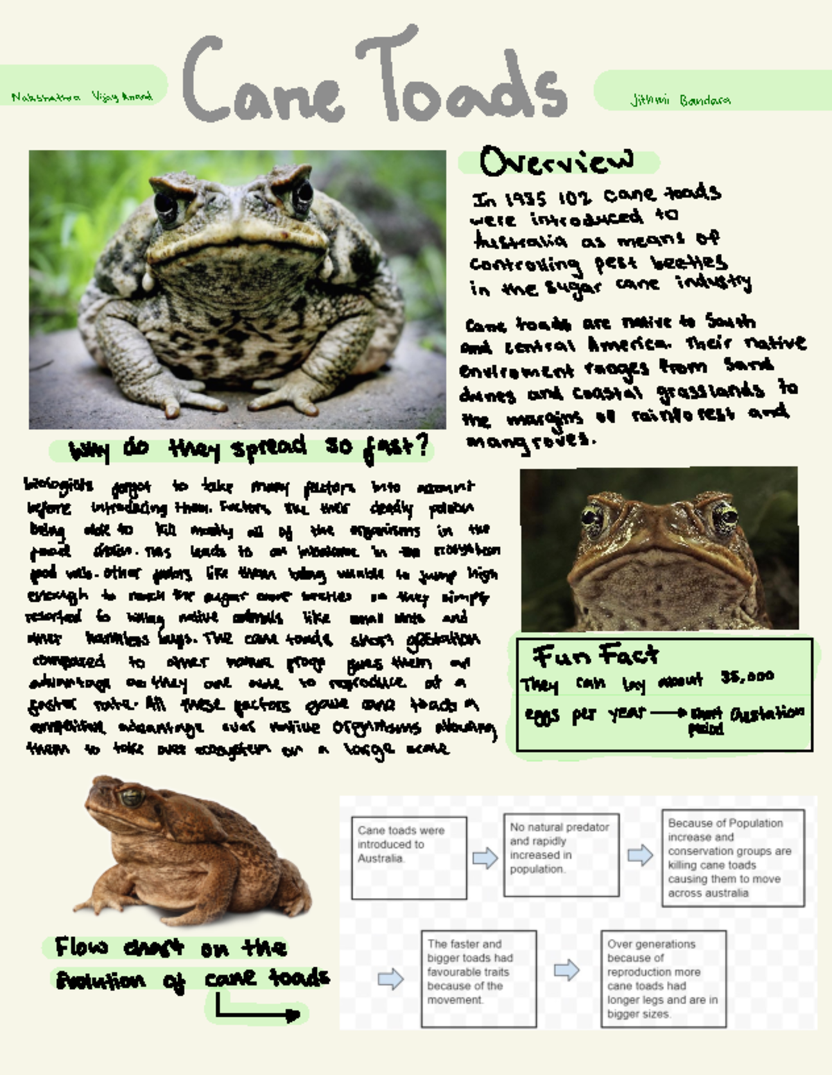 Cane Toads - Namanatura wayma Care To GCS citumibandara Overview In ...