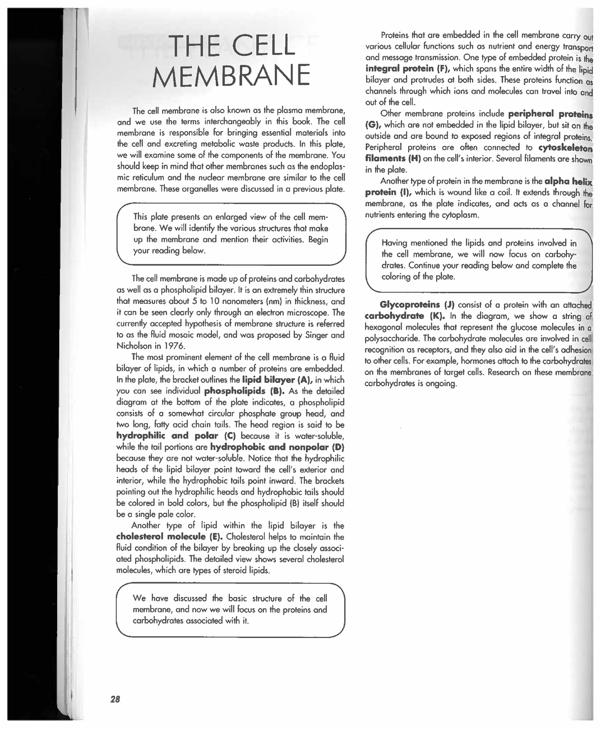 Cell Membrane Colouring - Studocu