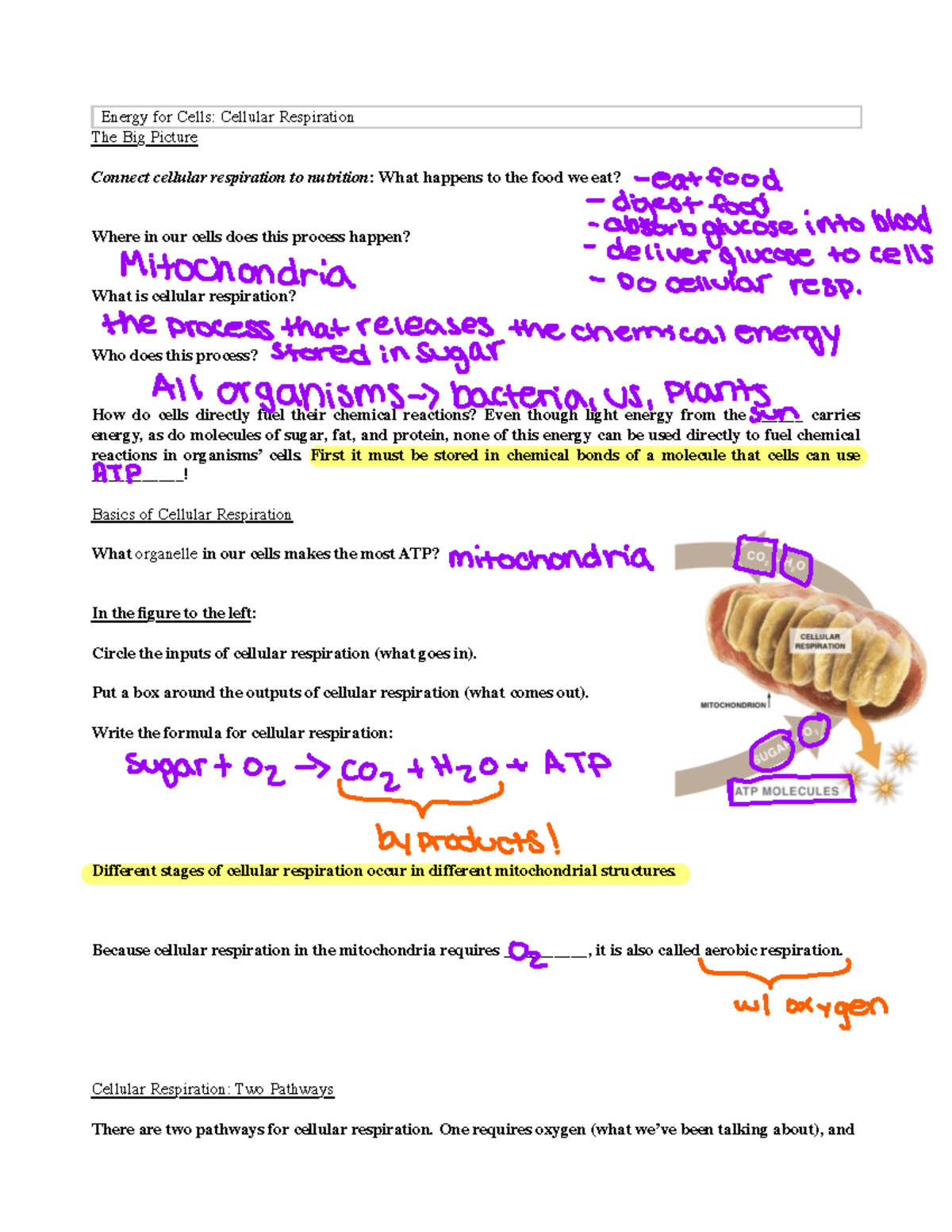 BIO 1110 Cellular Respiration Module - Energy for Cells: Cellular ...