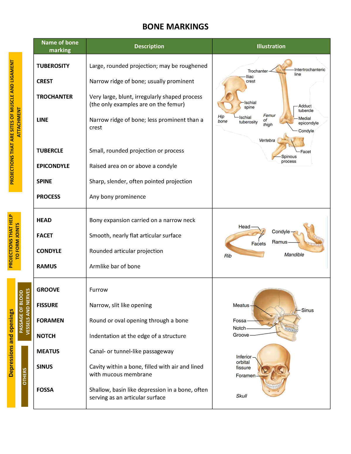 BONE Markings - Notes in Anaphy - PROJECTIONS THAT ARE SITES OF MUSCLE ...
