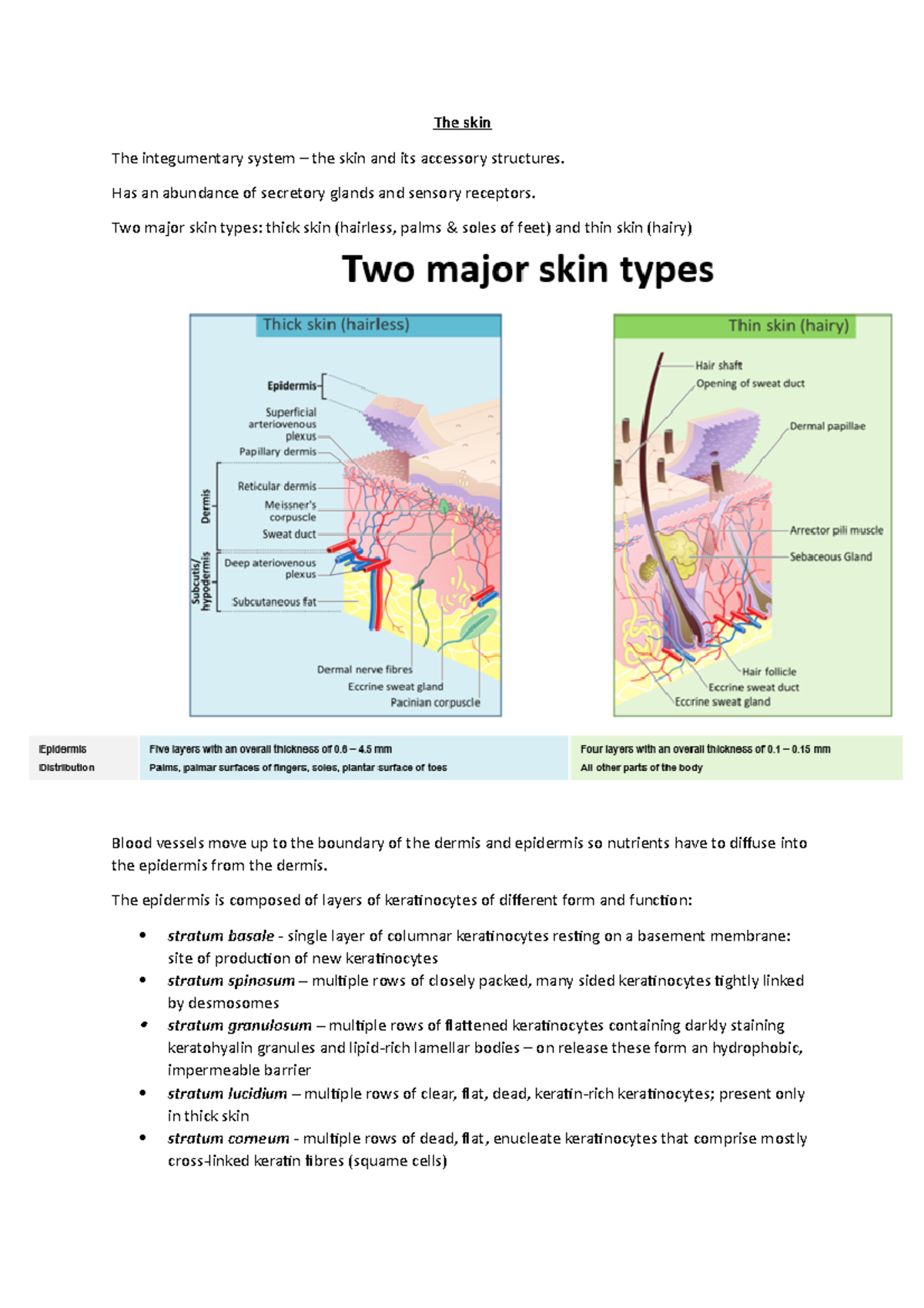 The skin - Notes - The skin The integumentary system – the skin and its ...