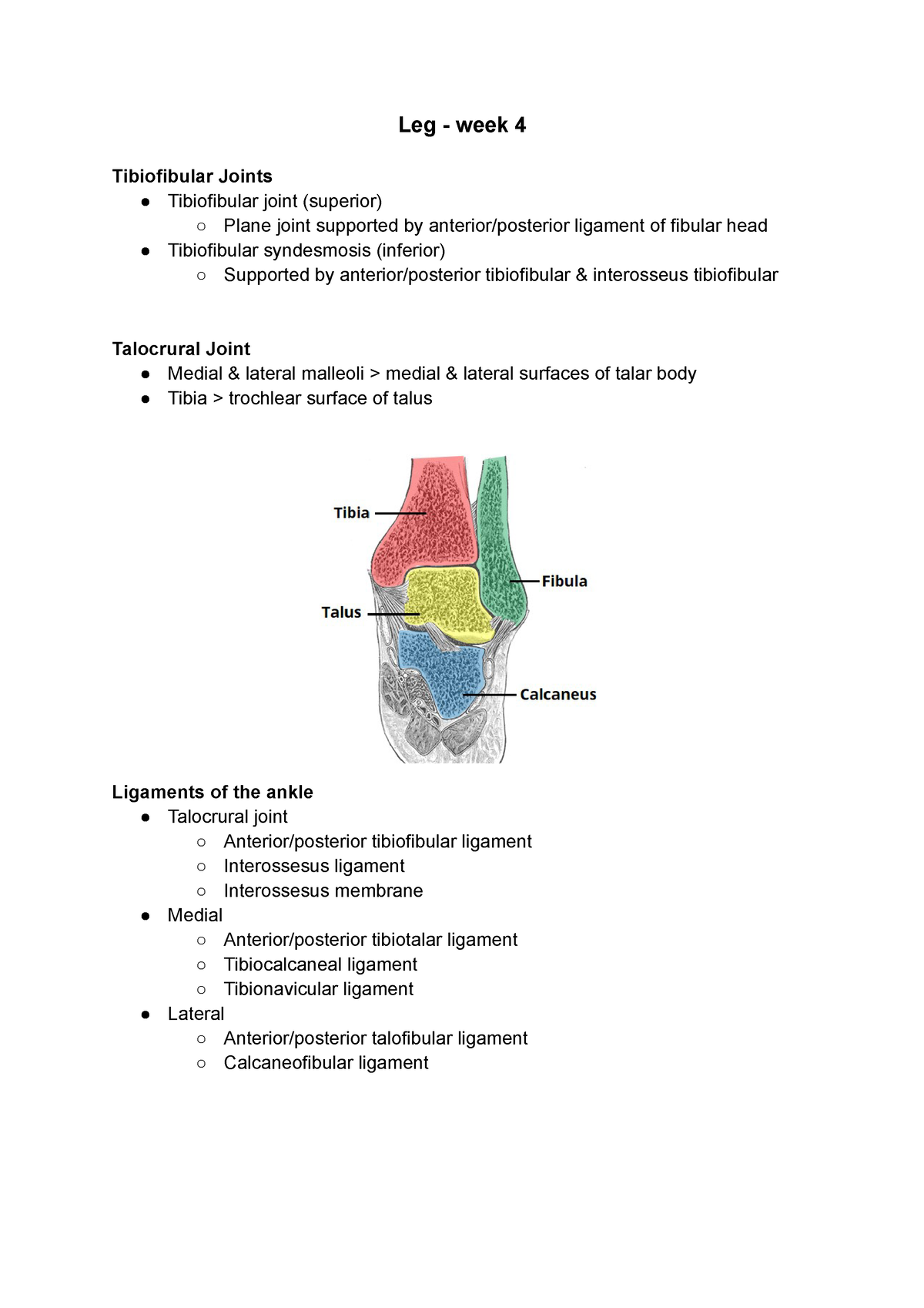 Leg - Week 4 - Lecture Notes - Leg - Week 4 Tibiofibular Joints ...