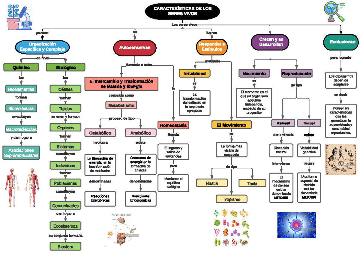 Top 68 Imagen Mapa Mental Sobre Las Caracteristicas De Los Seres Vivos