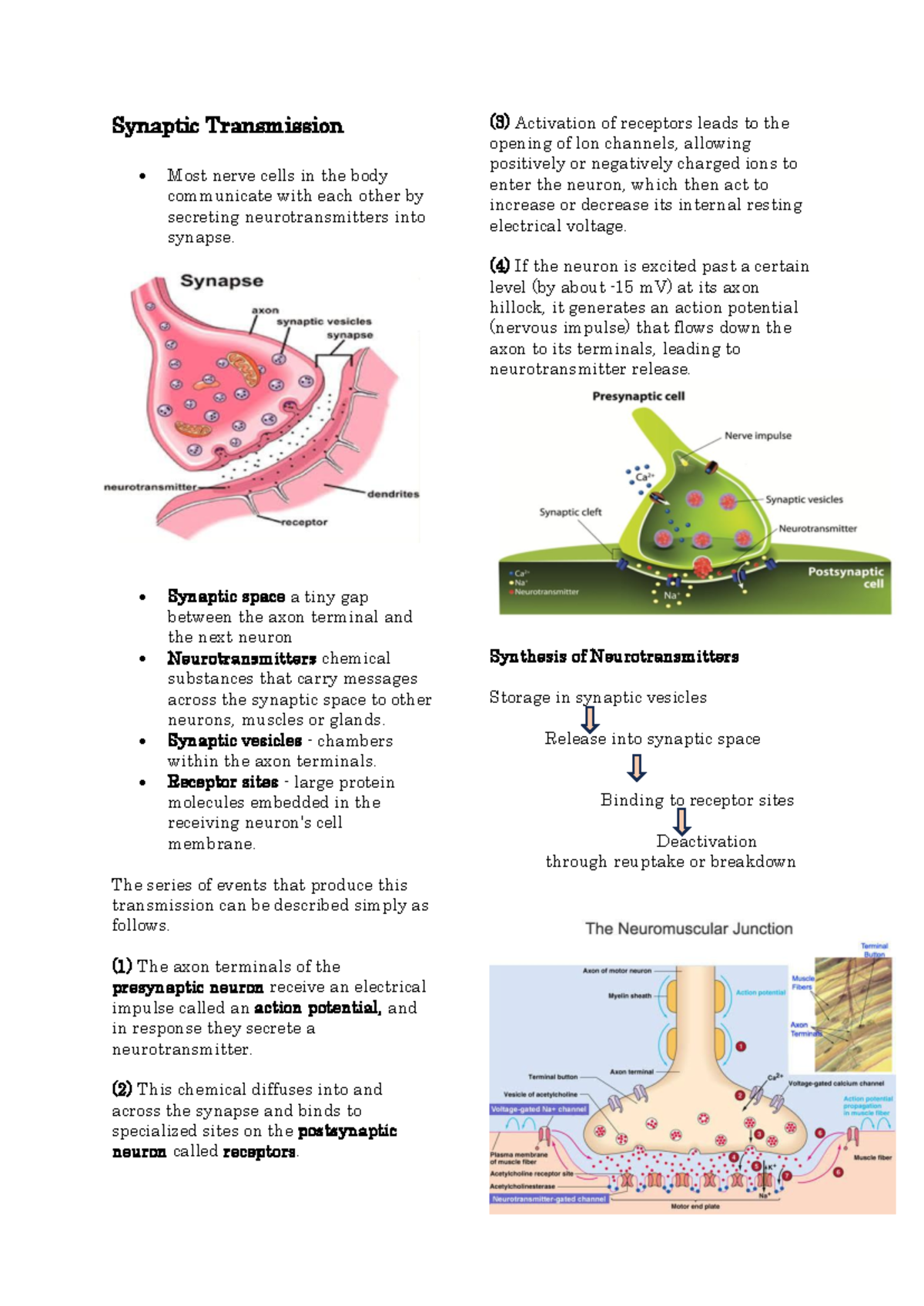 Document - HSVJHQWDS - Synaptic Transmission Most nerve cells in the ...