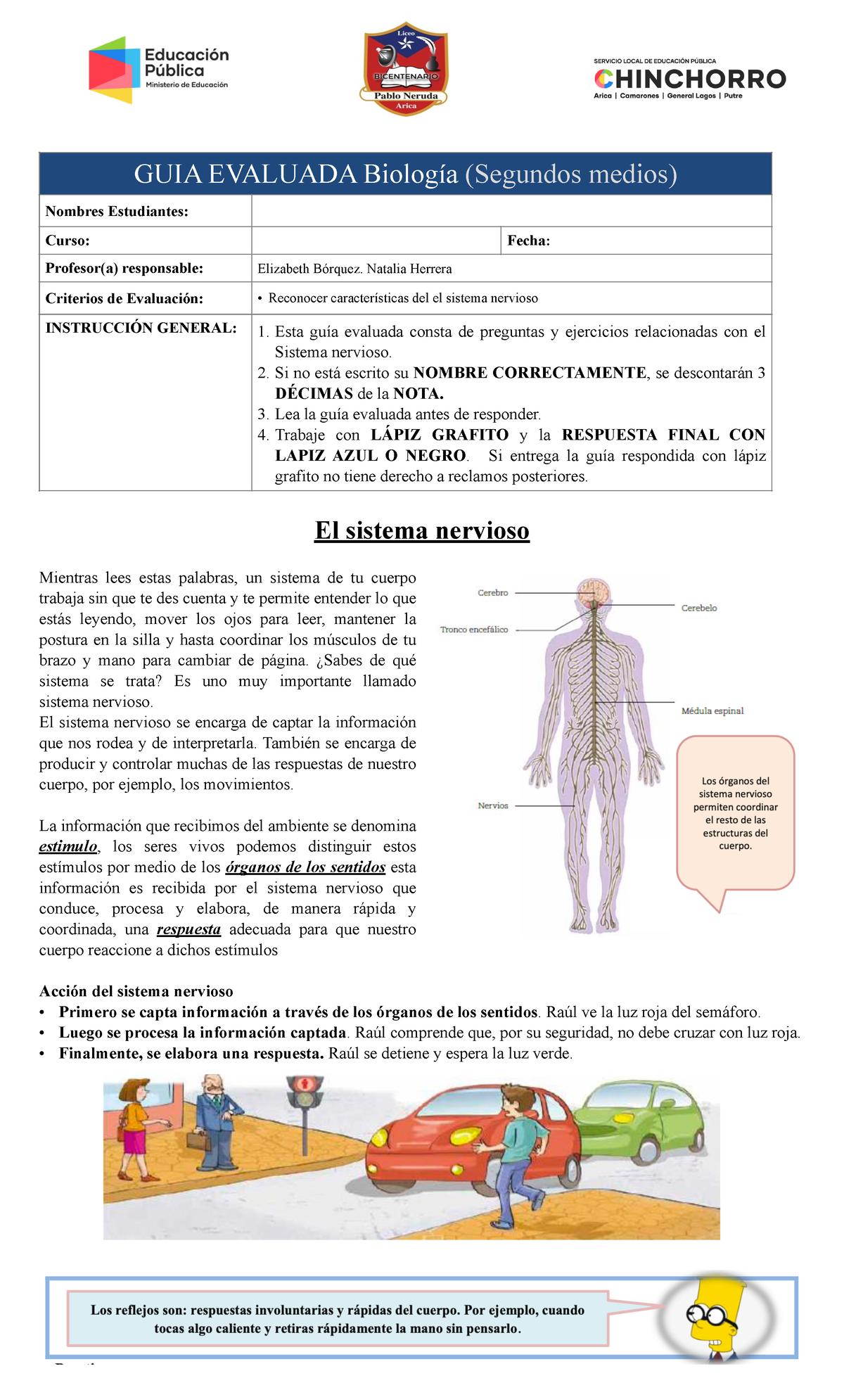 GUIA Evaluada Biologia 2 Medios - El Sistema Nervioso Mientras Lees ...