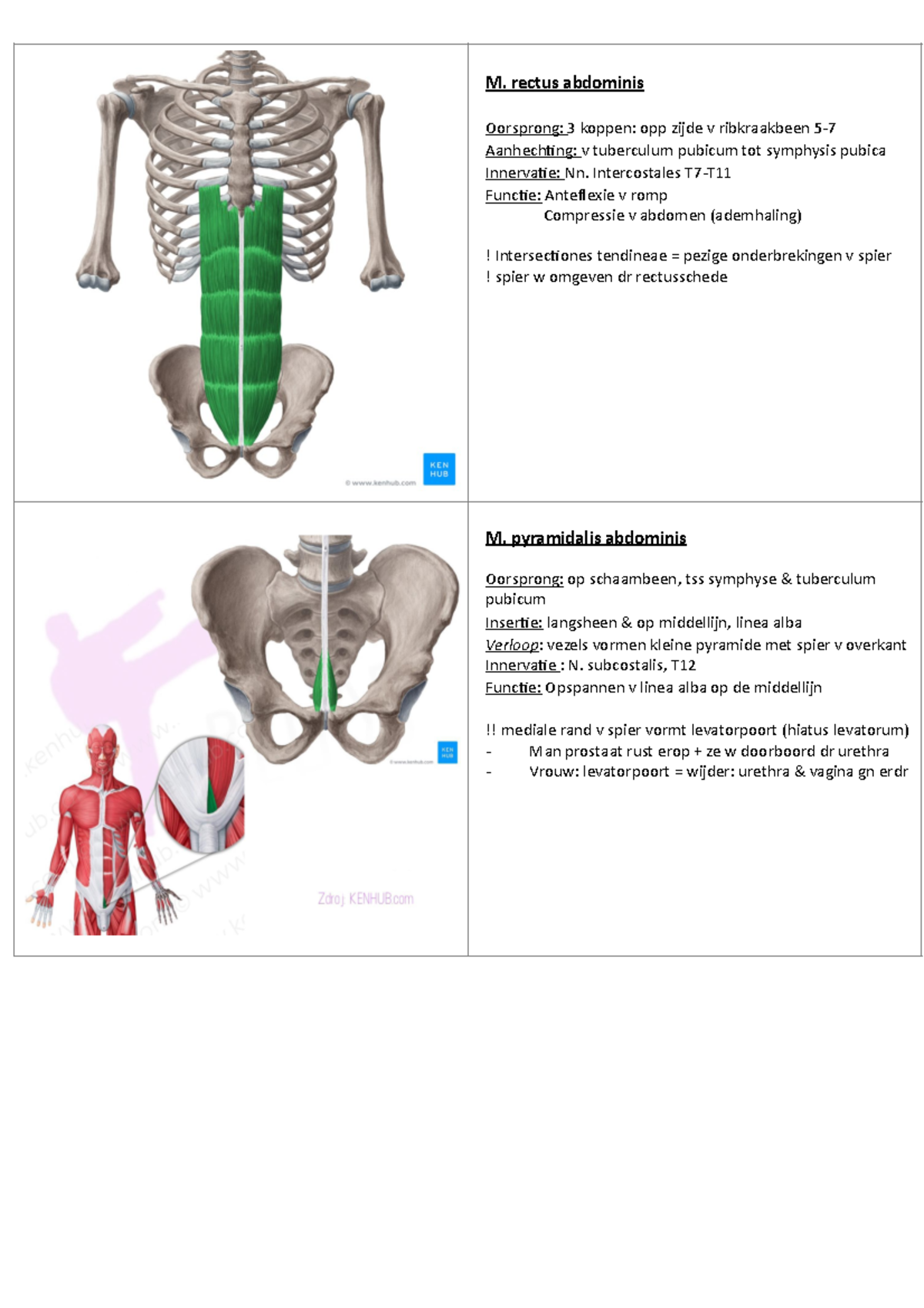Flashcards-onderste lidmaat - M. rectus abdominis Oorsprong: 3 koppen ...