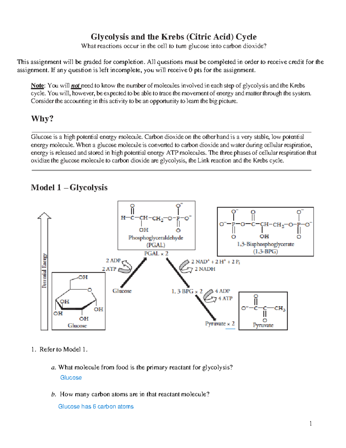 Bio181 Glycolysis And The Citric Acid Cycle Worksheet Glycolysis And