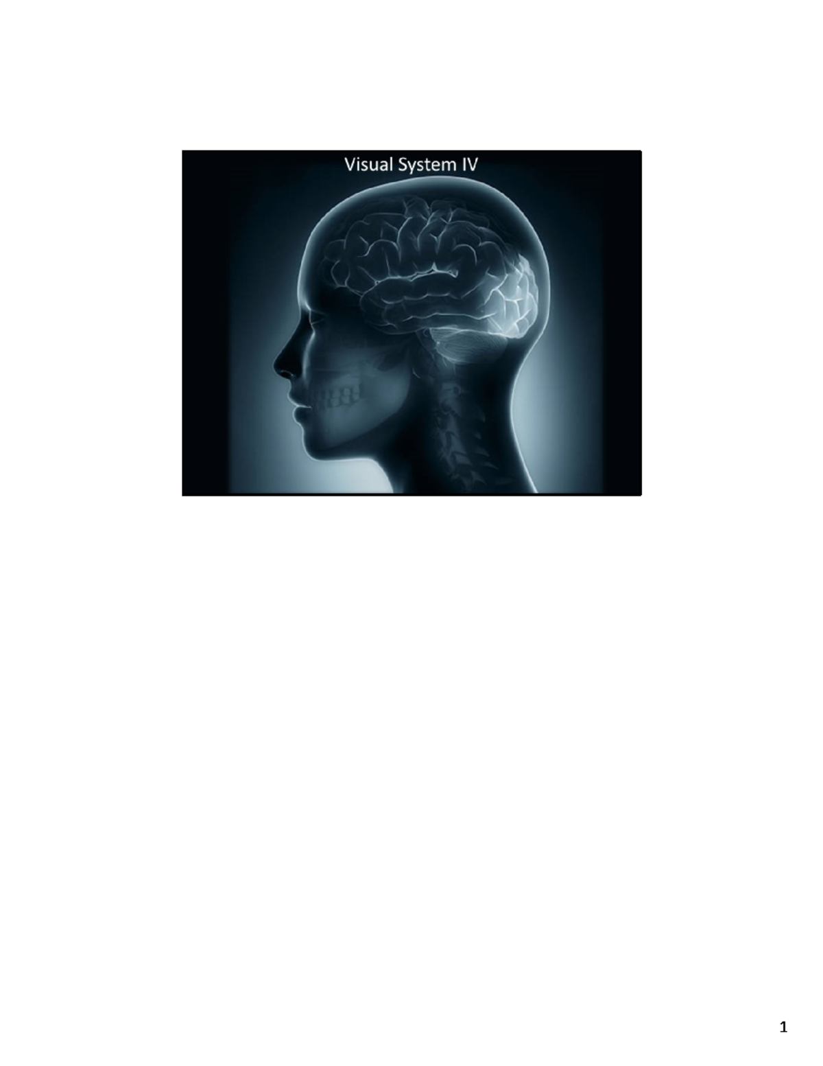 Visual System IV lecture notes - The primary visual cortex occupies a ...