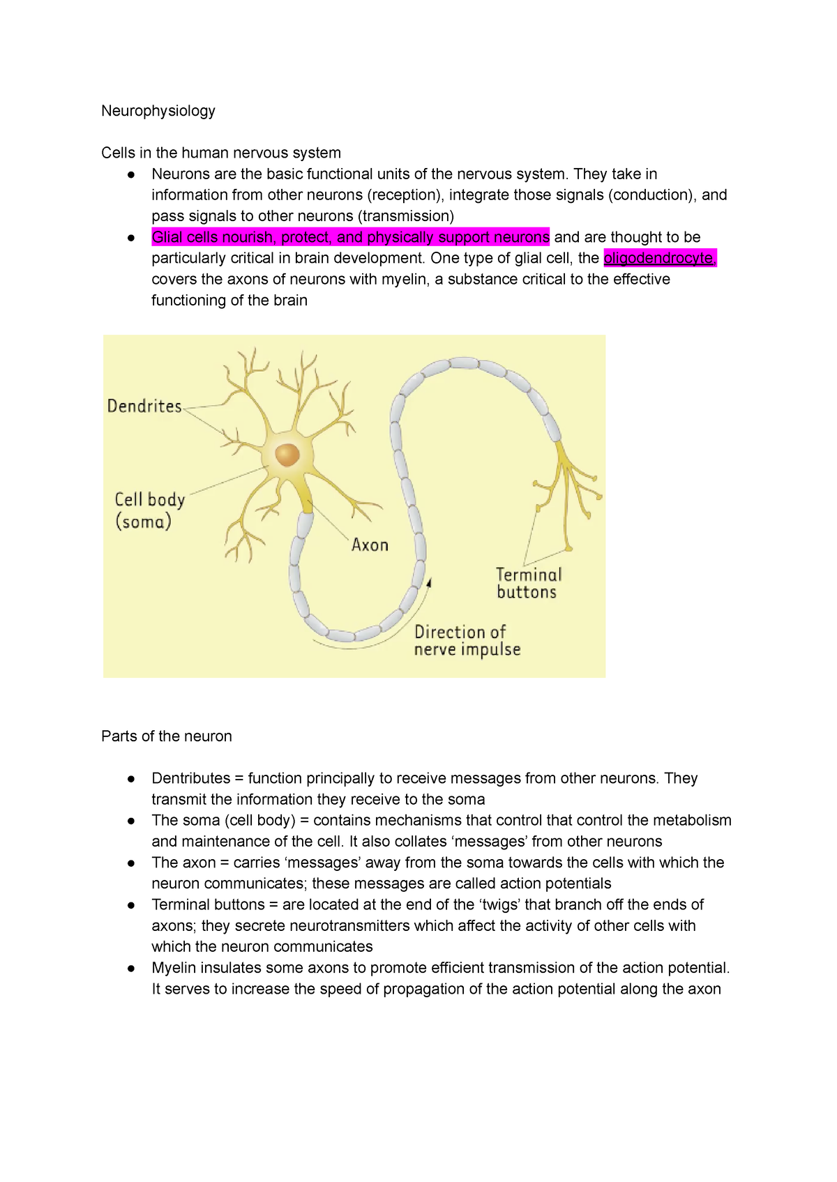 Week 4 PYB102 Lecture Notes - Neurophysiology Cells In The Human ...