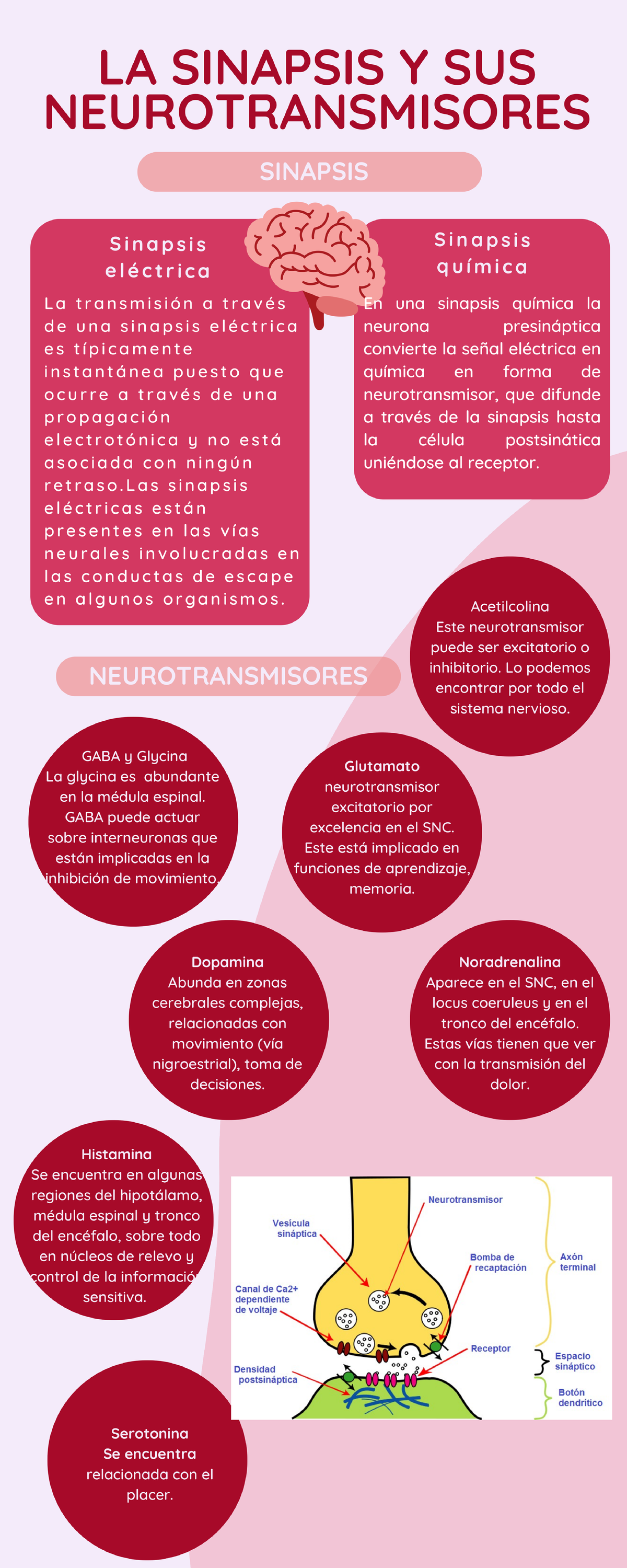 La sinapsis y sus neurotransmisores - Biología Molecular - Studocu