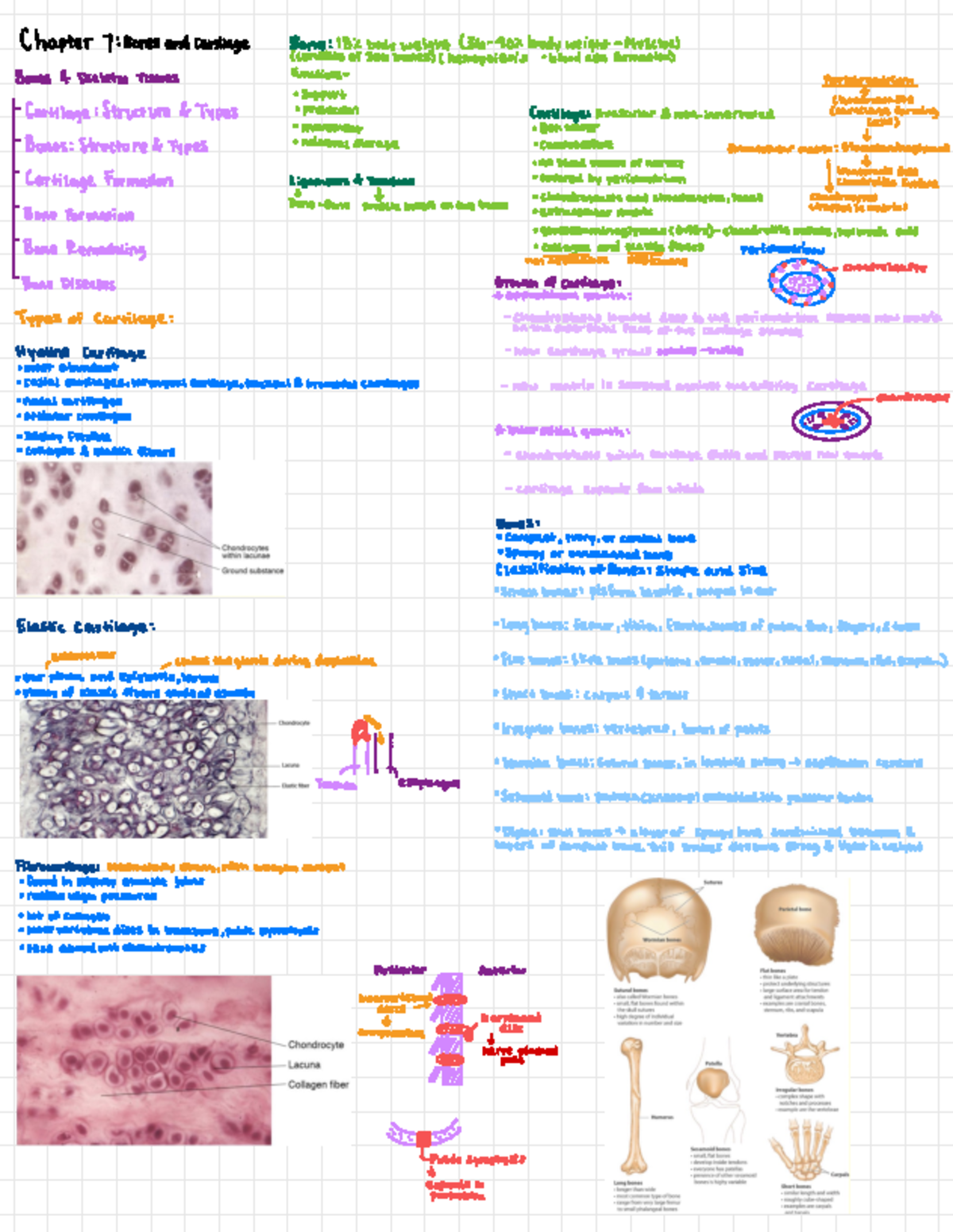 Chapter 7 Bones and Cartilage - Deprecated API usage: The SVG back-end ...