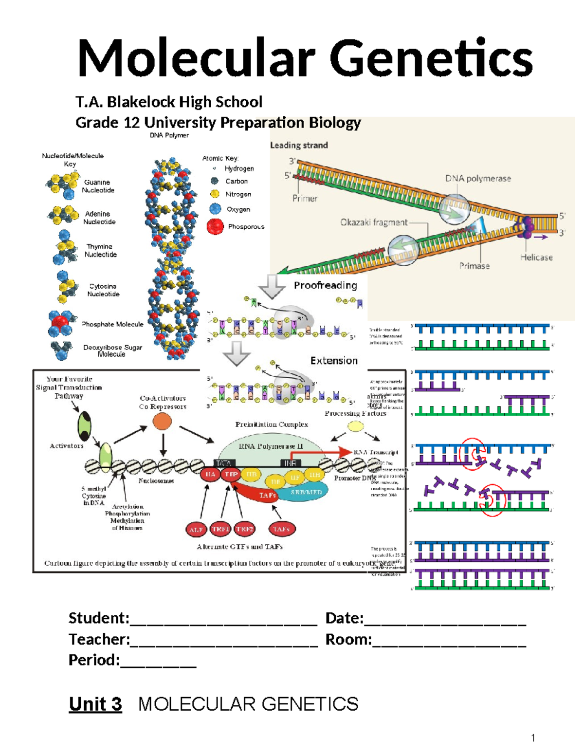 Molecular genetics handout 2017 - Molecular Genetics T. Blakelock High ...