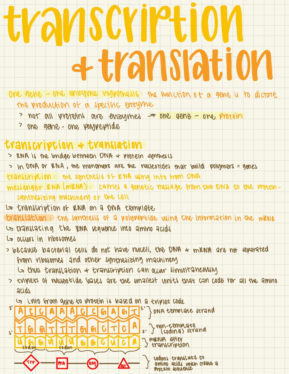 LIFE120 Transcription And Translation - LIFE 120 - Nebraska - Studocu