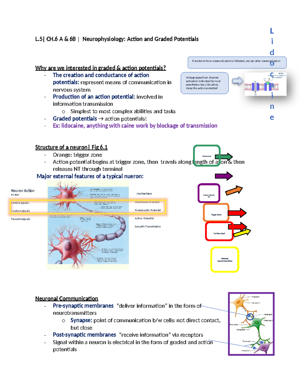 L.5 Neuro Phys- Action & Graded Potentials - L| CH A & 6B ...