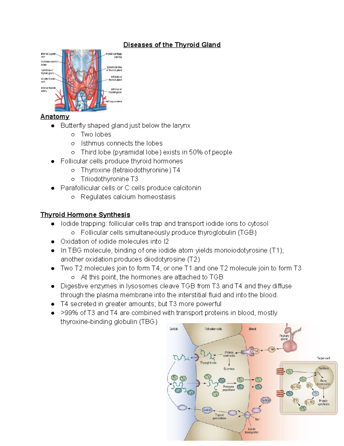Diseases of the Thyroid Gland - Diseases of the Thyroid Gland Anatomy ...