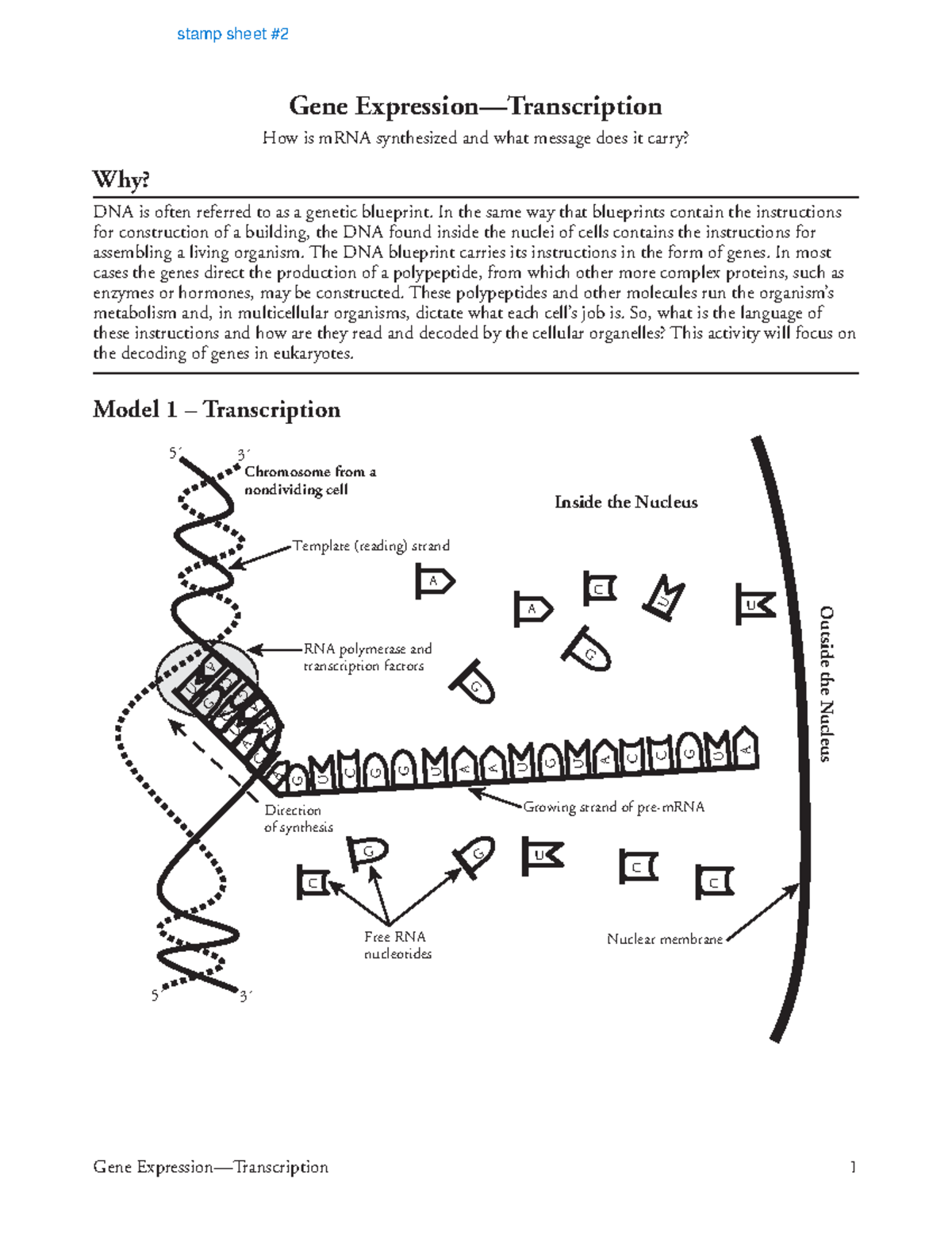 Transcription Pogil - Gene Expression—Transcription 1 Gene Expression ...